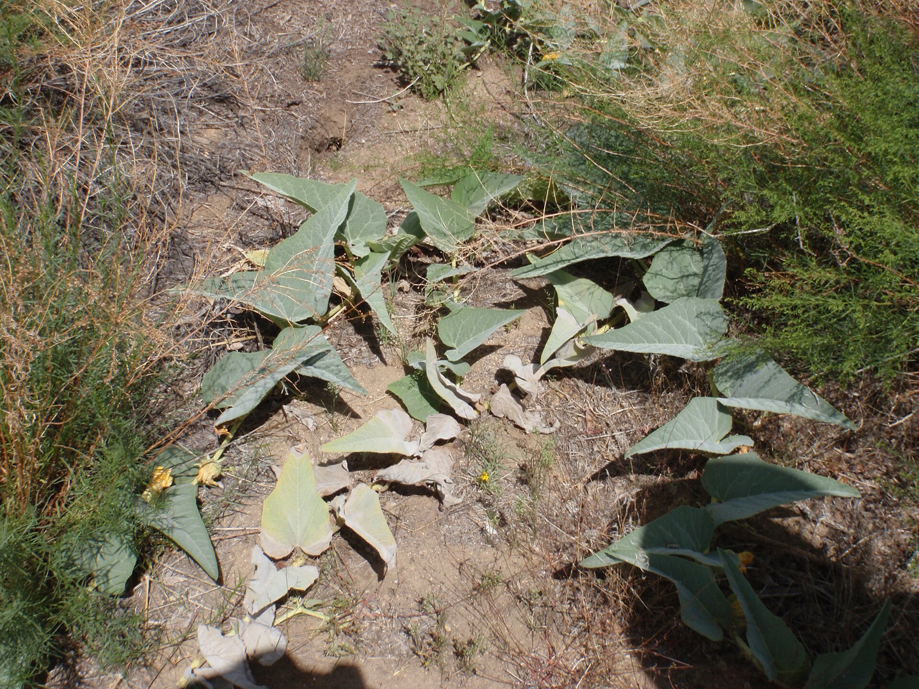 Buffalo Gourd — photo 6
