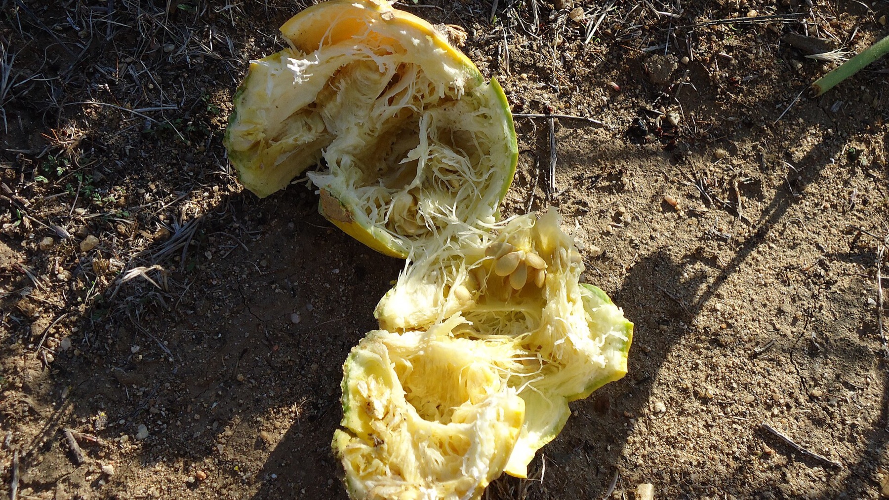 Buffalo Gourd — photo 8