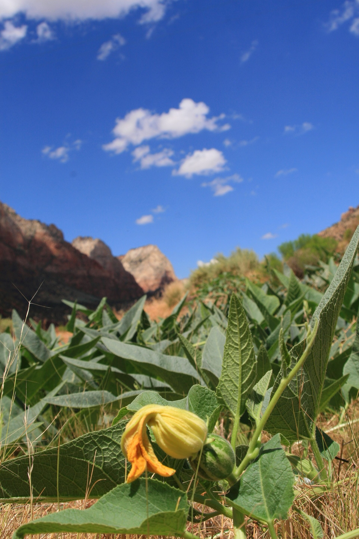 Buffalo Gourd — photo 10