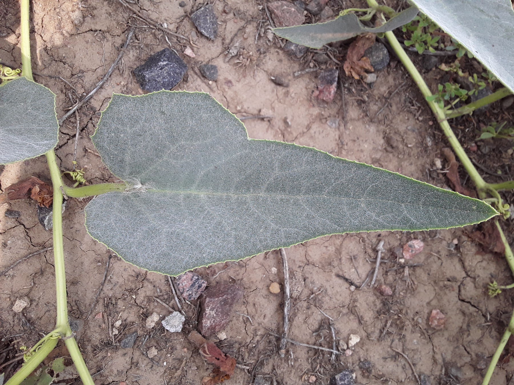 Buffalo Gourd — photo 11