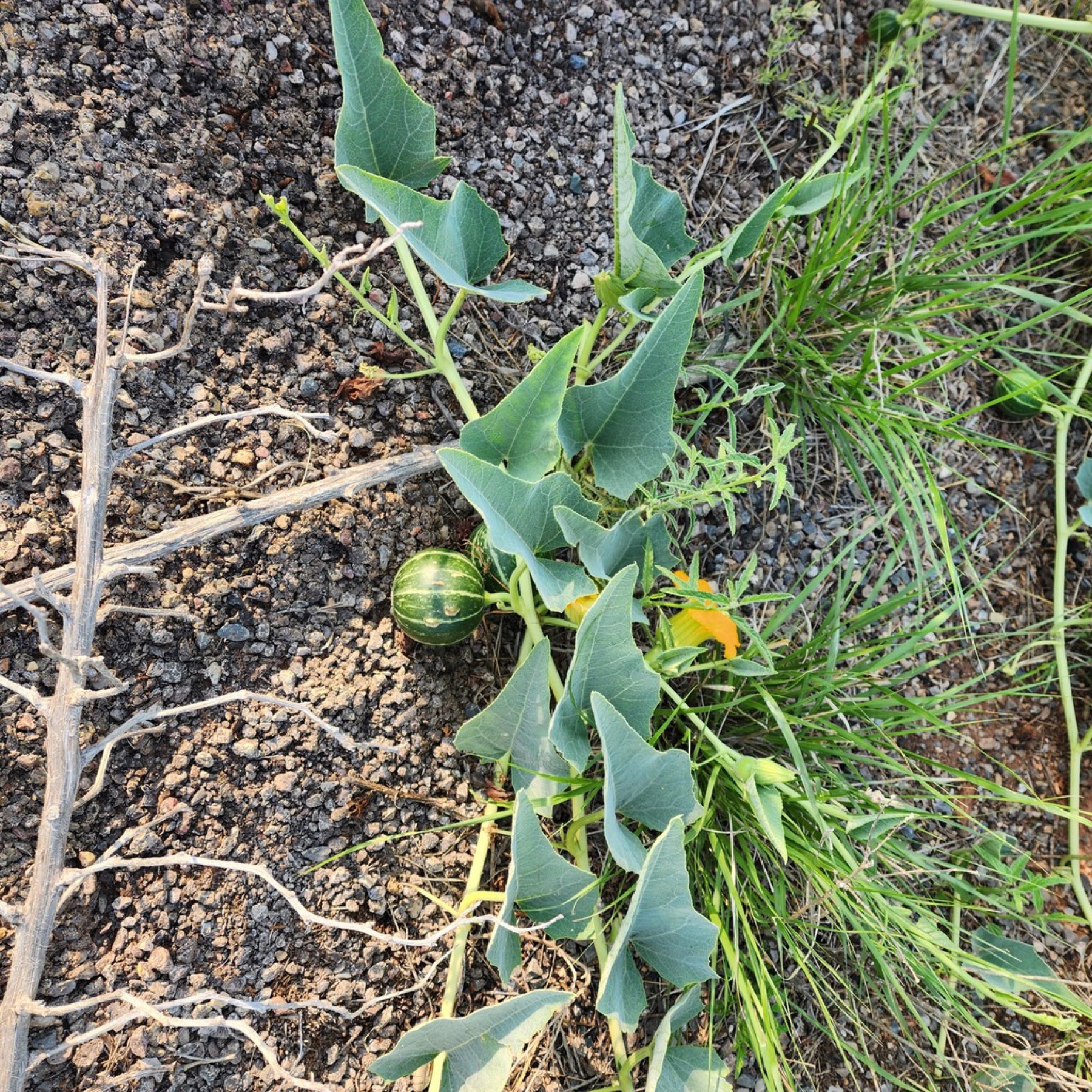 Buffalo Gourd — photo 12