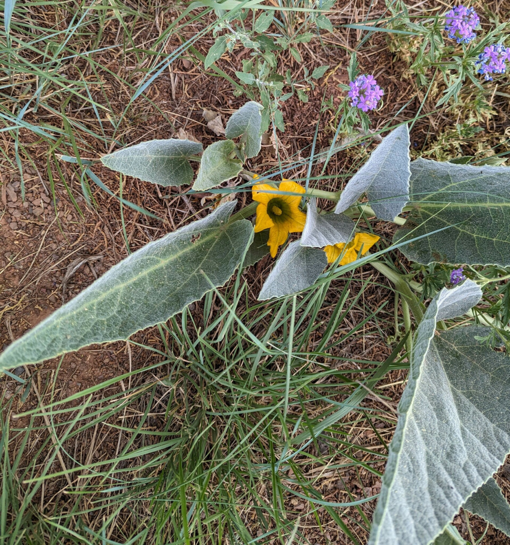 Buffalo Gourd — photo 14