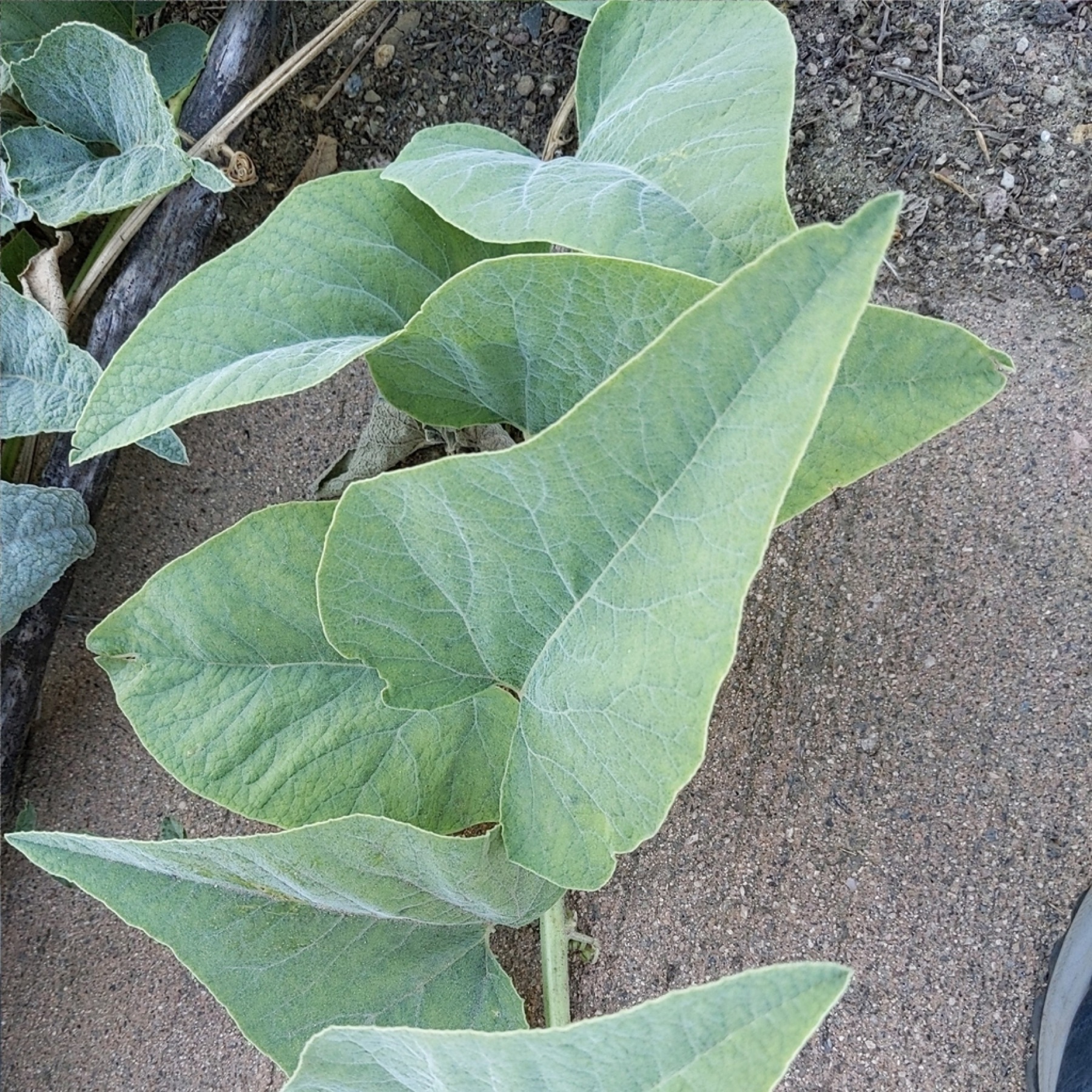 Buffalo Gourd — photo 15