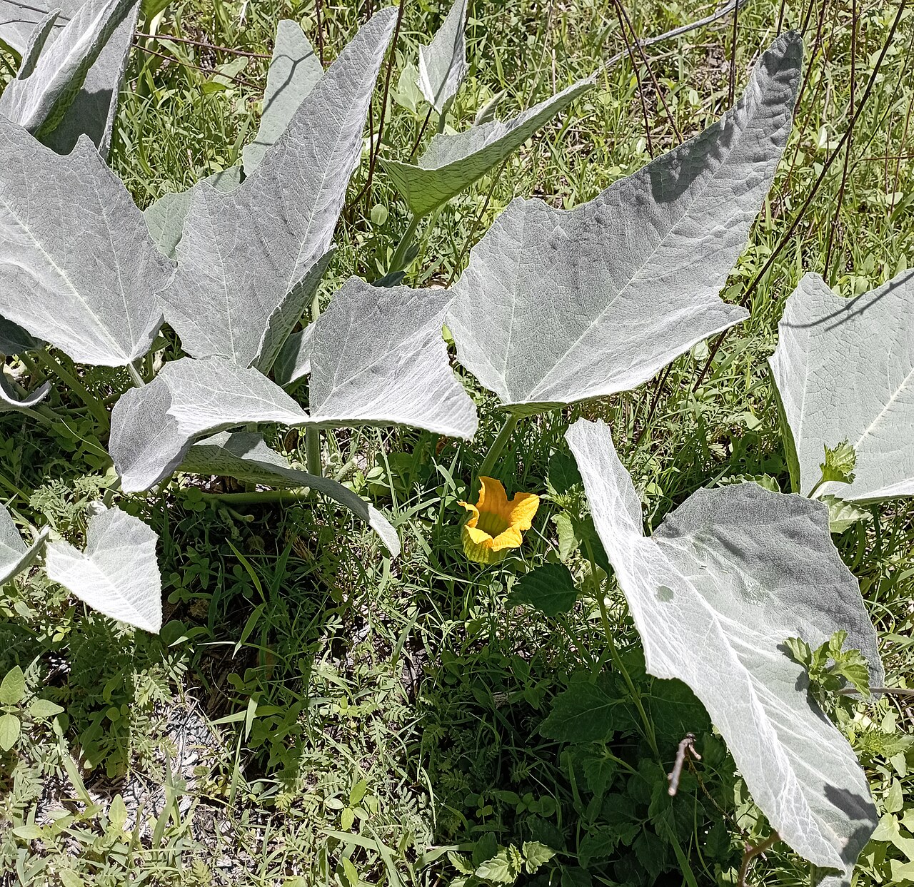 Buffalo Gourd — photo 24
