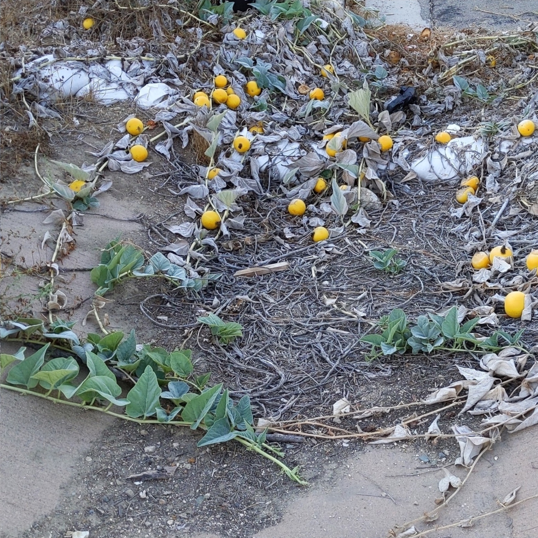Buffalo Gourd — photo 16