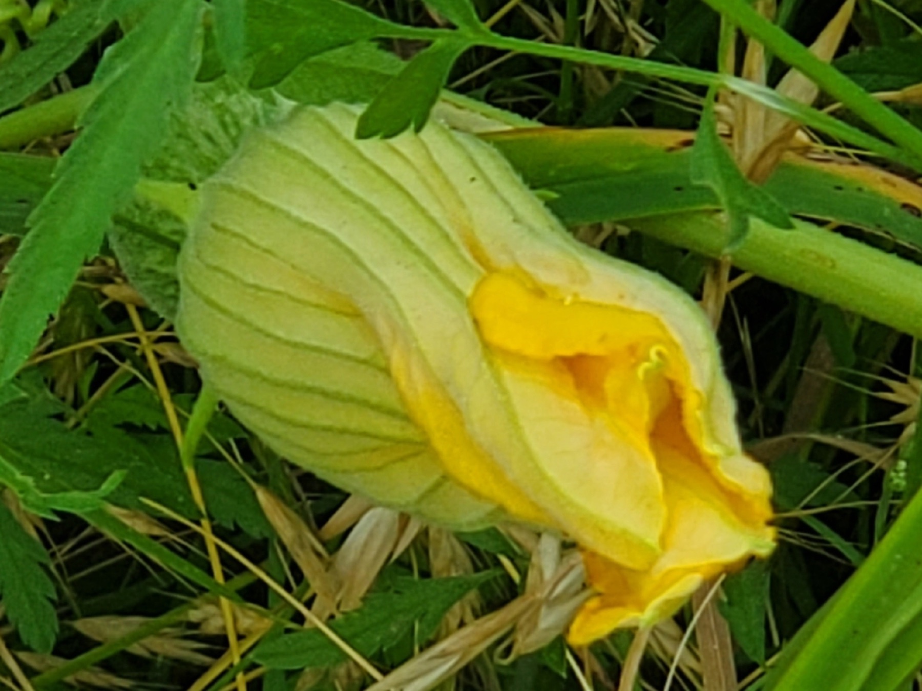 Buffalo Gourd — photo 17