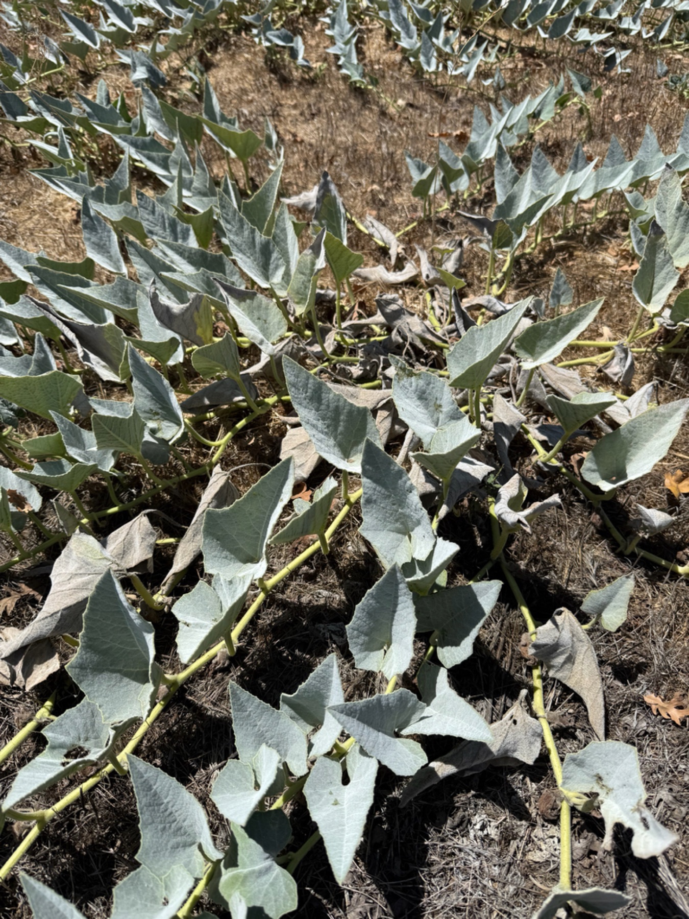 Buffalo Gourd — photo 18