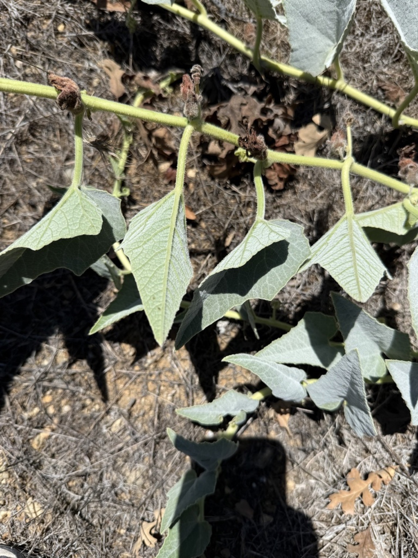Buffalo Gourd — photo 19