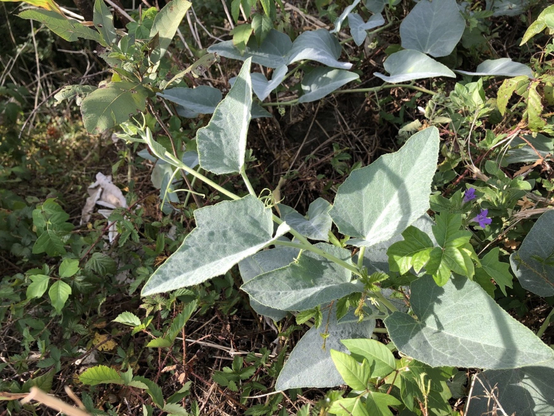 Buffalo Gourd — photo 20
