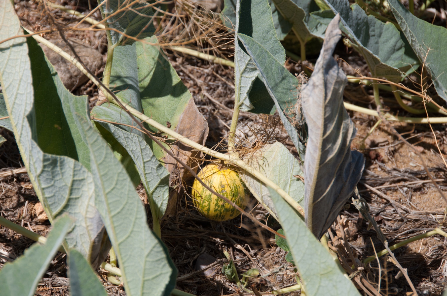 Buffalo Gourd — photo 21
