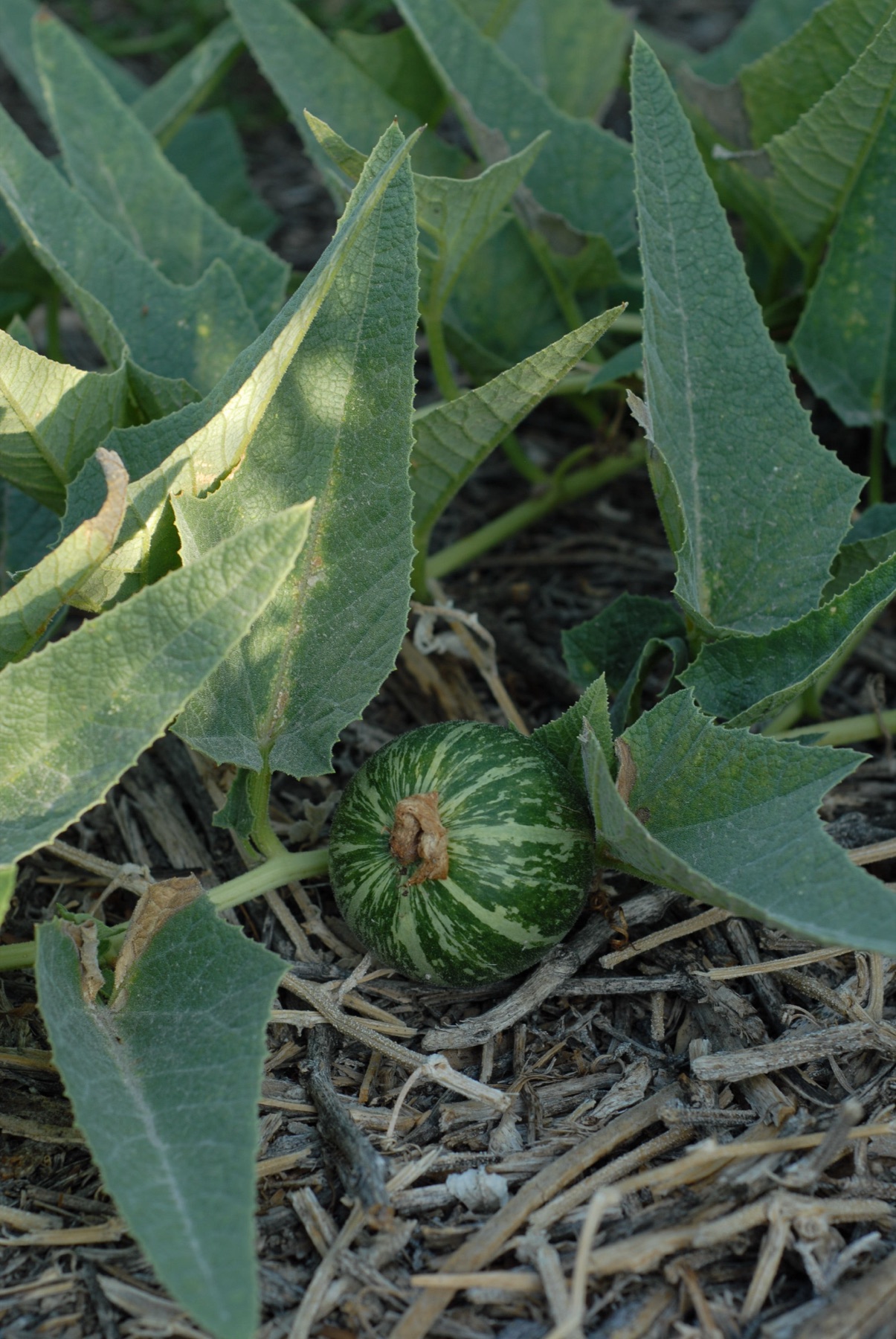 Buffalo Gourd — photo 22