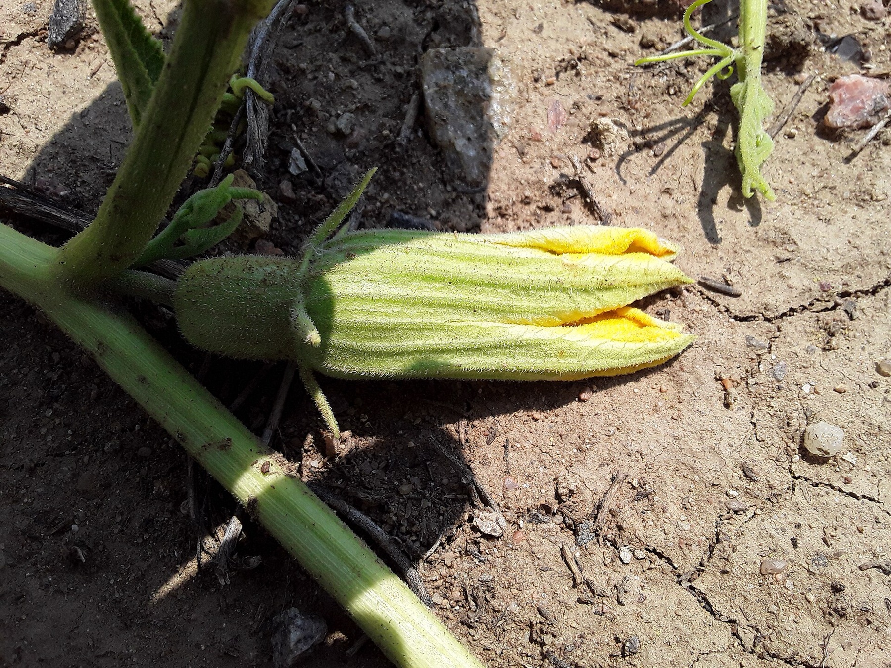 Buffalo Gourd