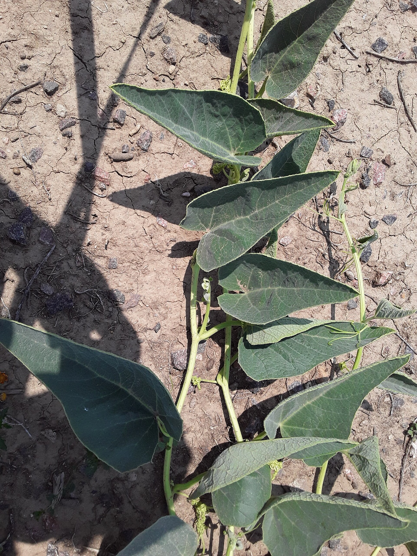 Buffalo Gourd — photo 2