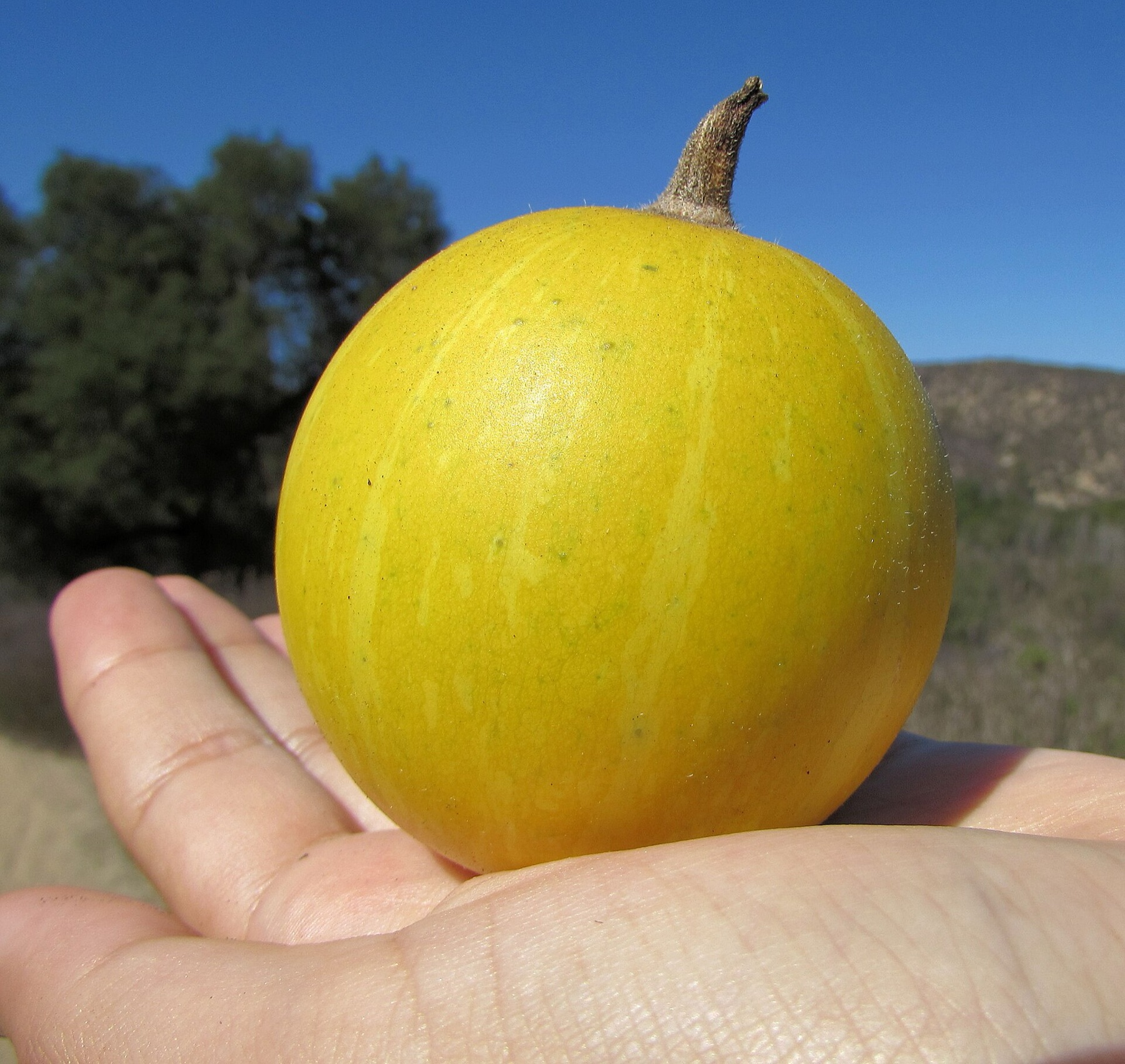Buffalo Gourd — photo 3