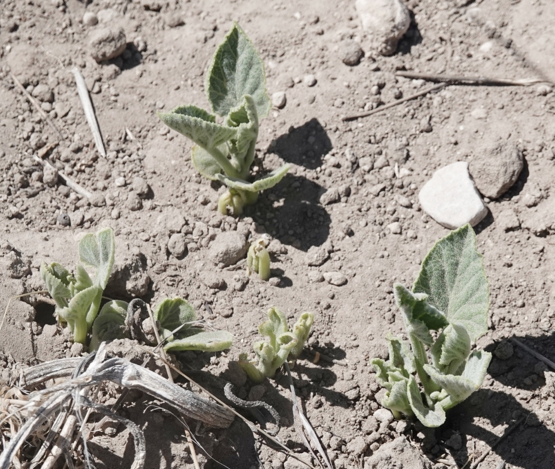 Buffalo Gourd — photo 4