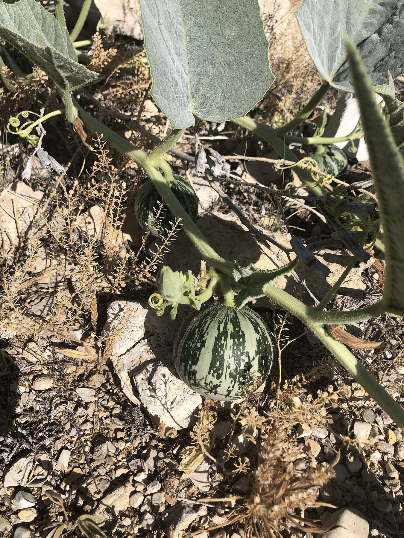 Buffalo Gourd — photo 5