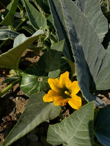 Buffalo Gourd — photo 23