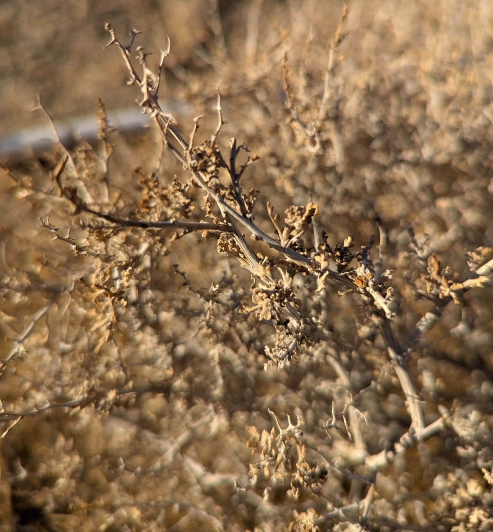 Burrobush — photo 6