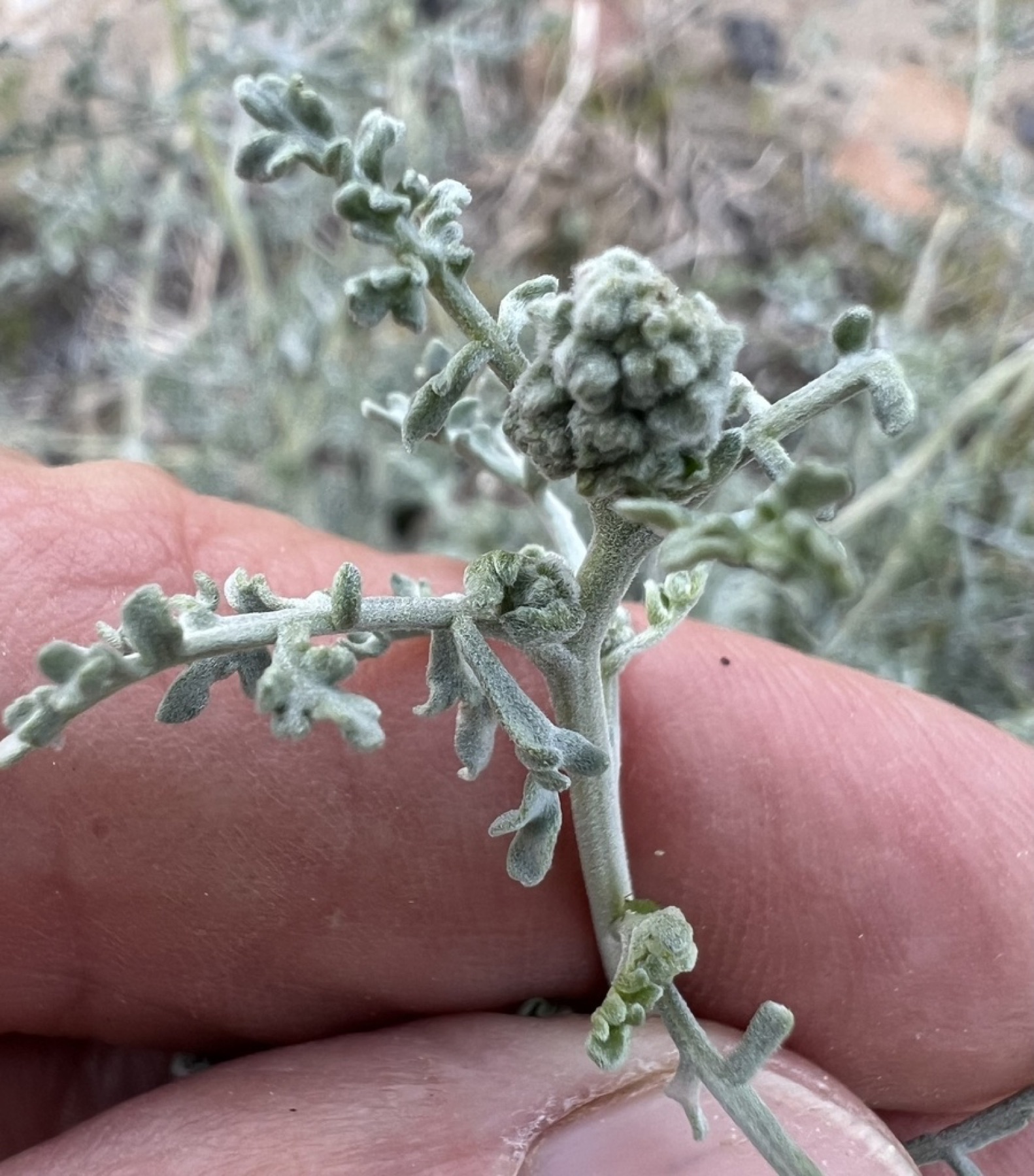 Burrobush — photo 7