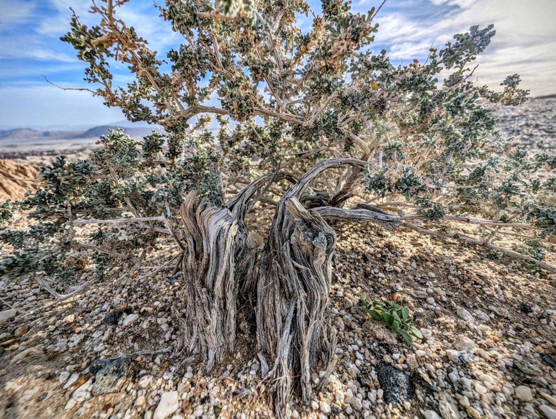 Burrobush — photo 8
