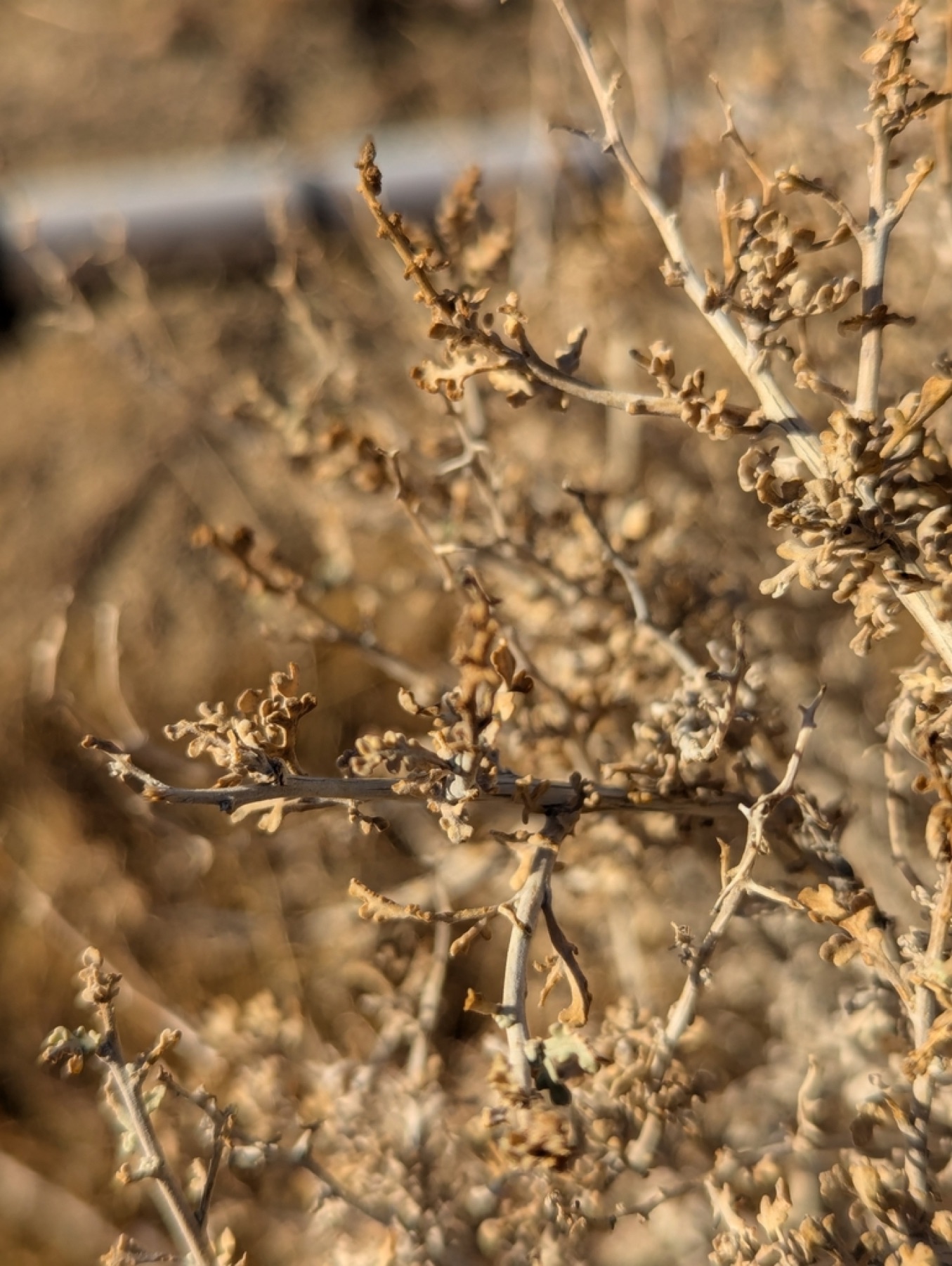 Burrobush — photo 10