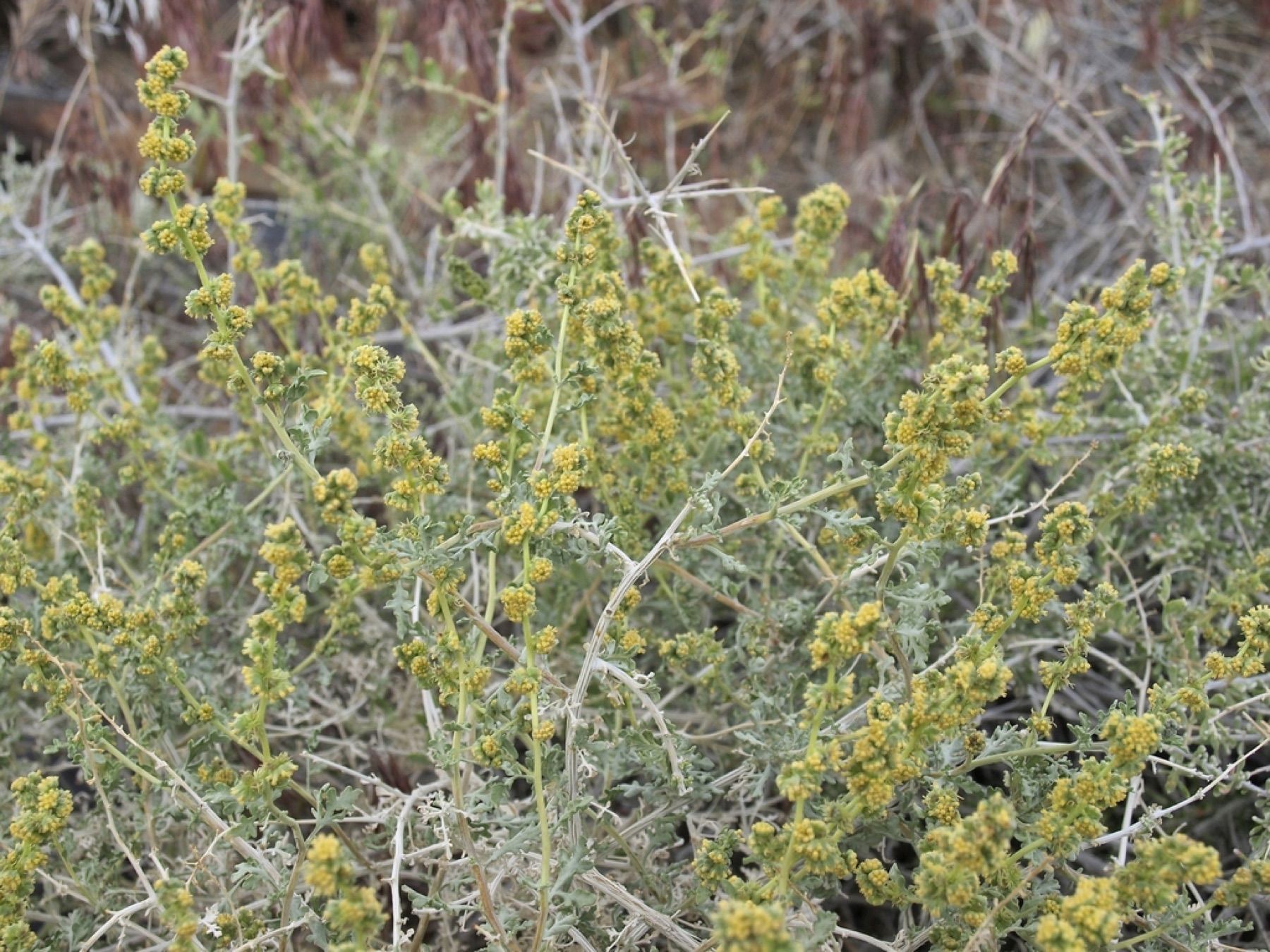 Burrobush — photo 11