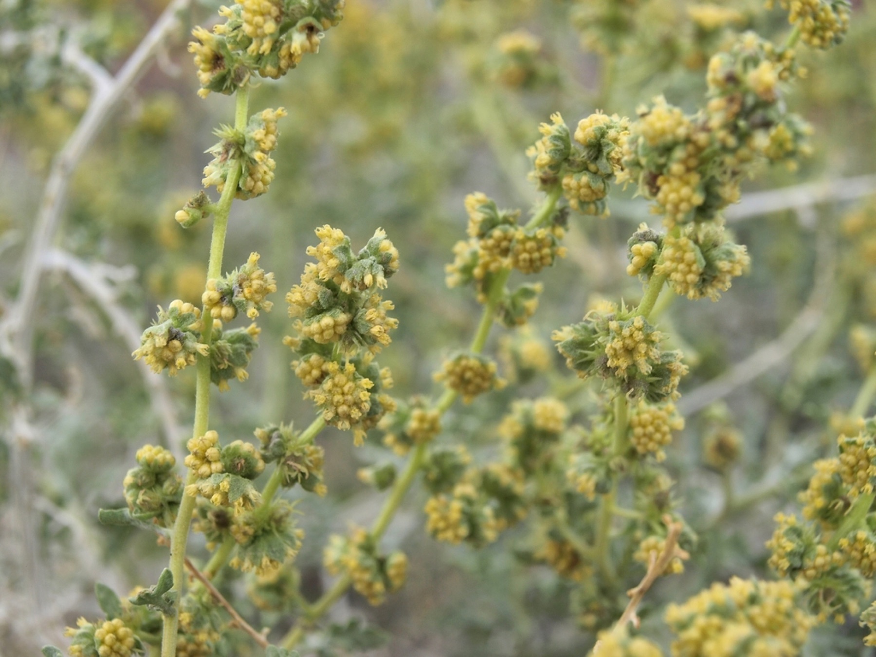 Burrobush — photo 12