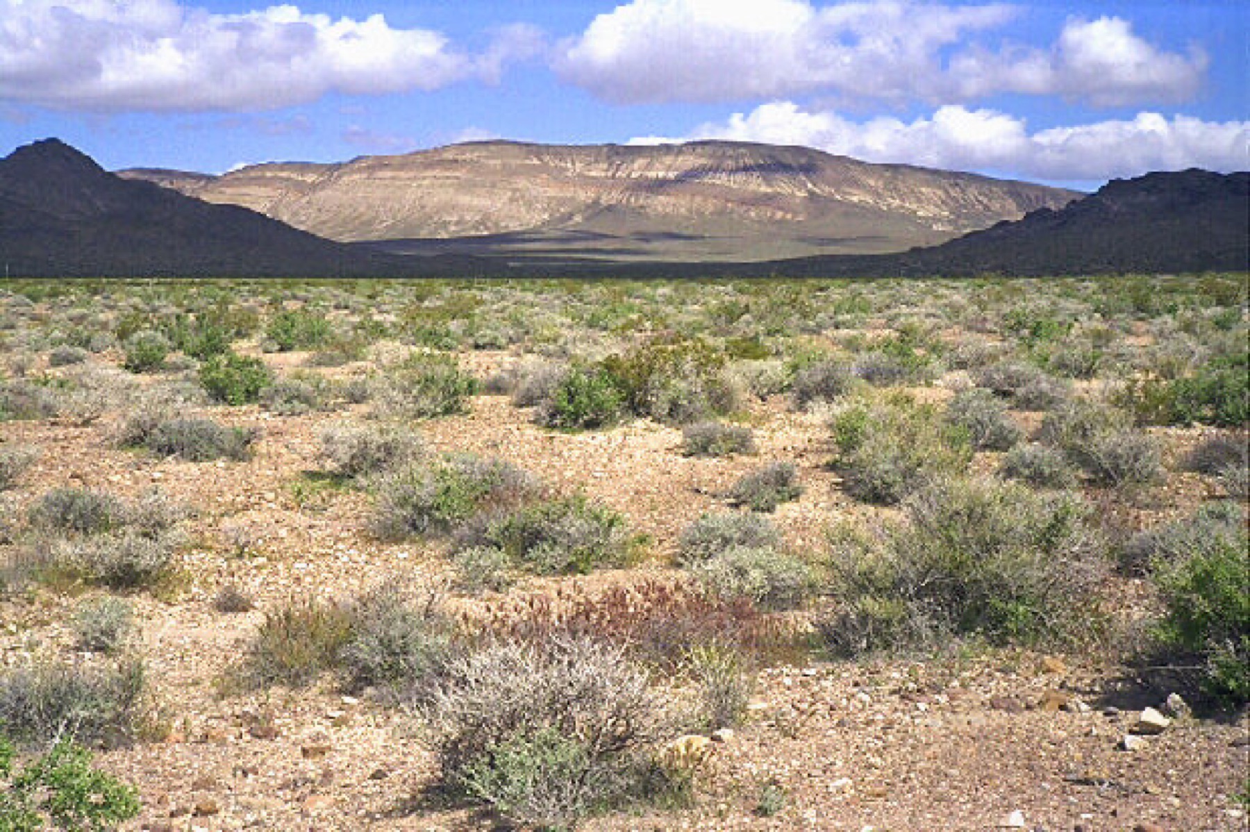 Burrobush — photo 13