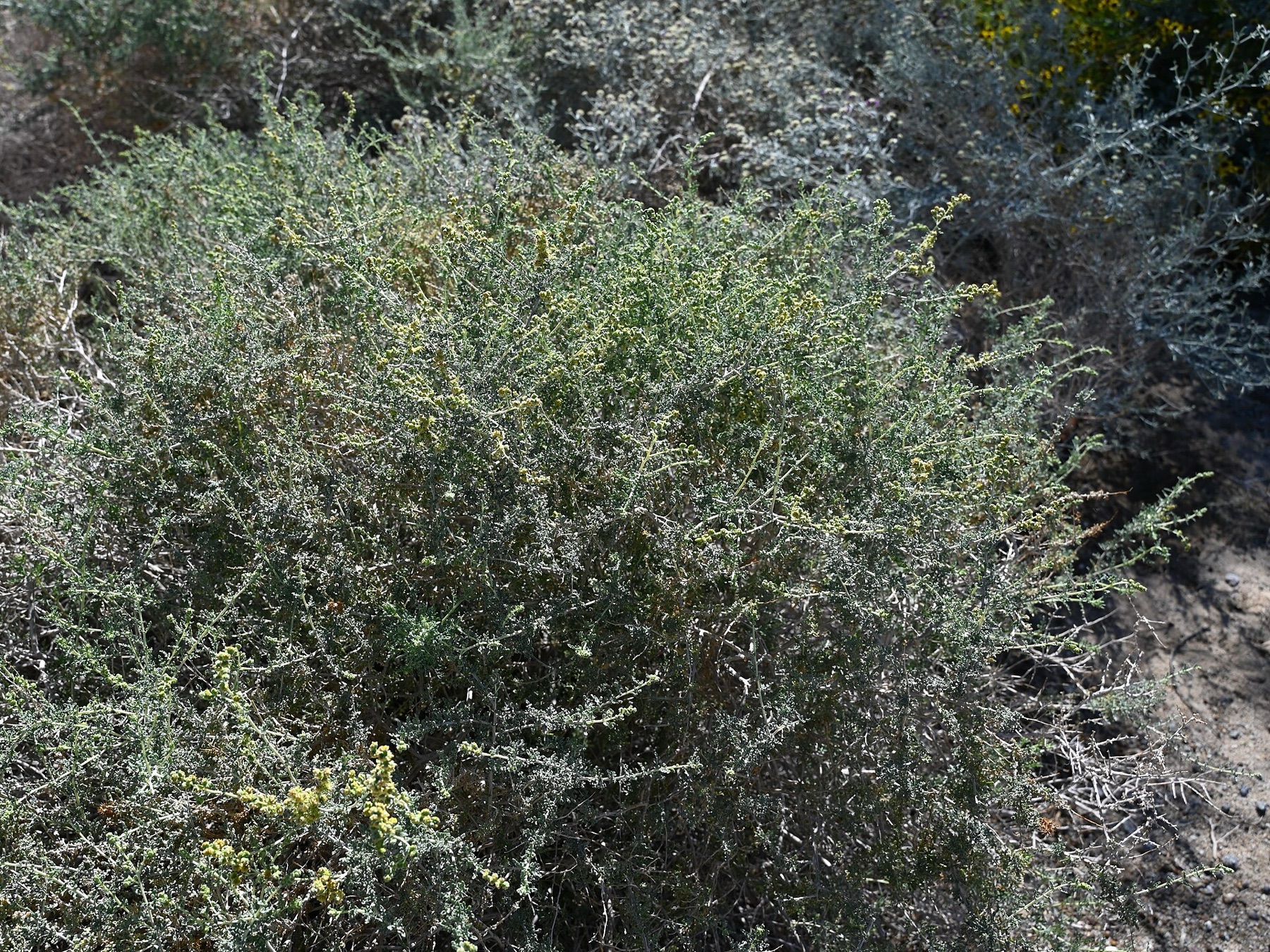 Burrobush — photo 14