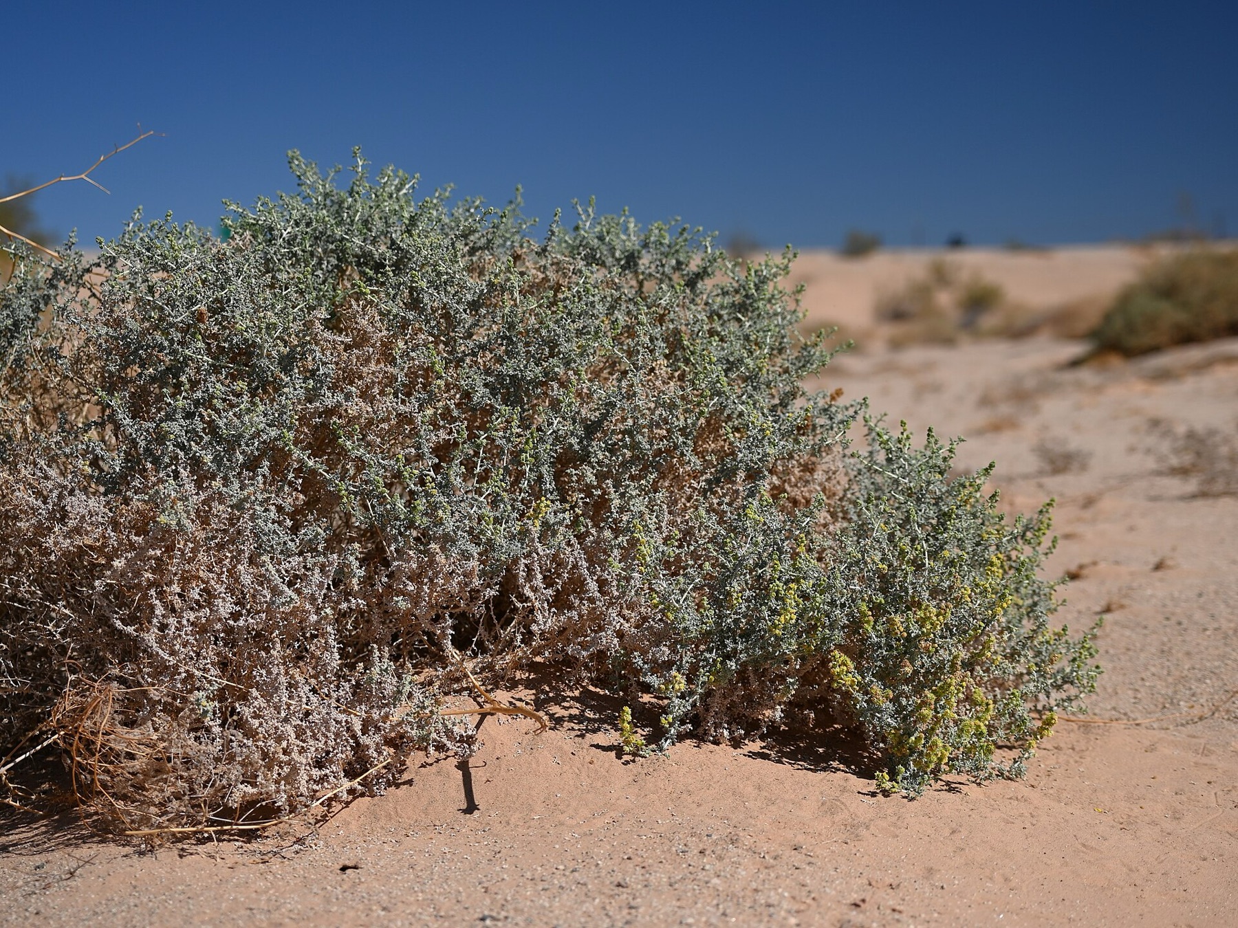 Burrobush — photo 15