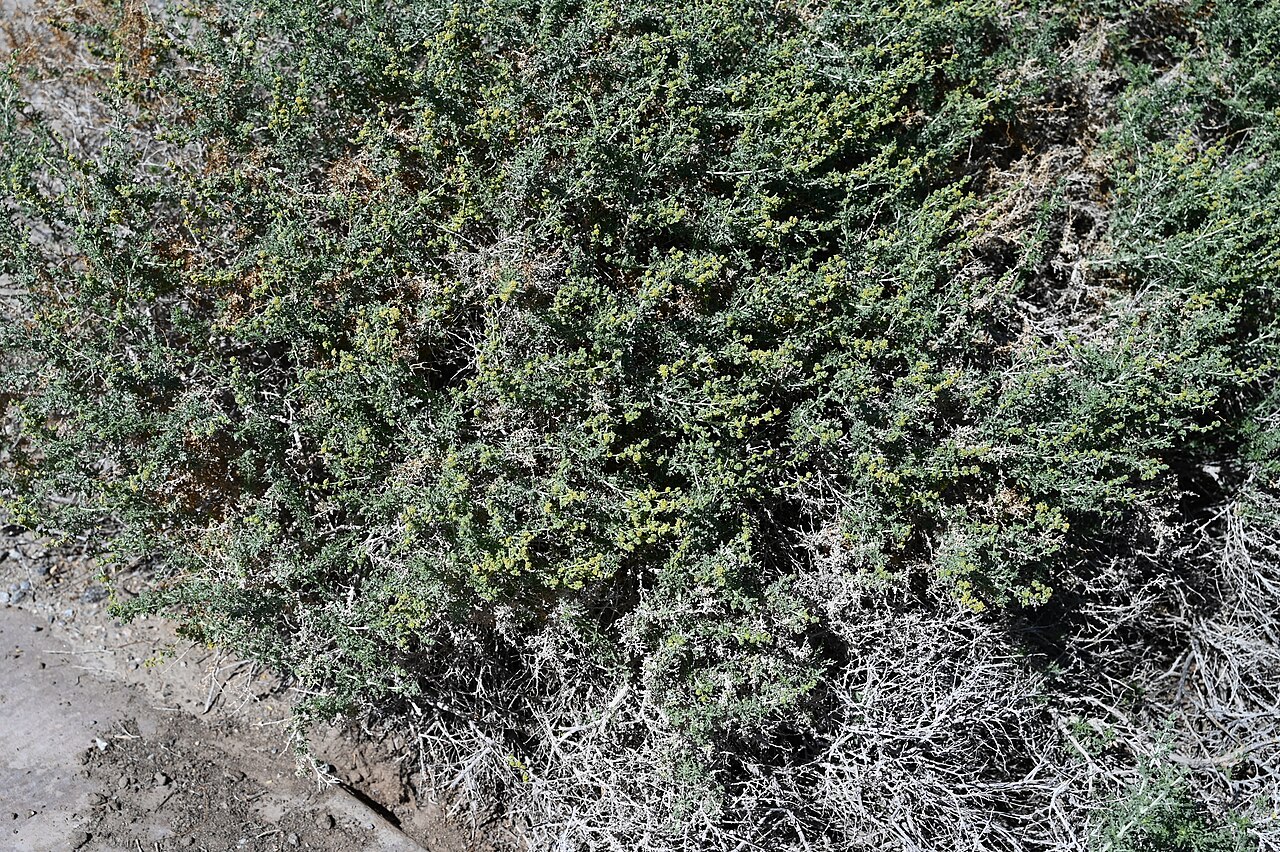 Burrobush — photo 21