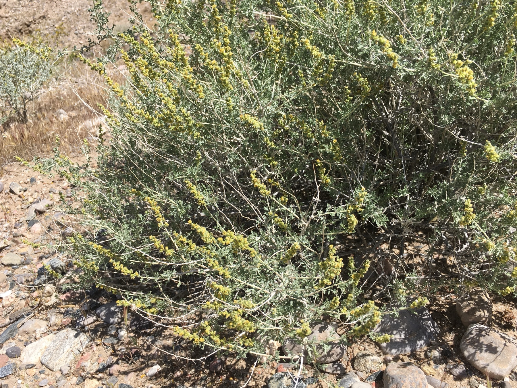 Burrobush — photo 16