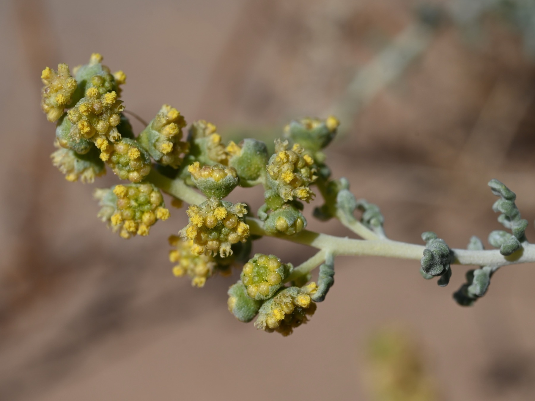 Burrobush — photo 17