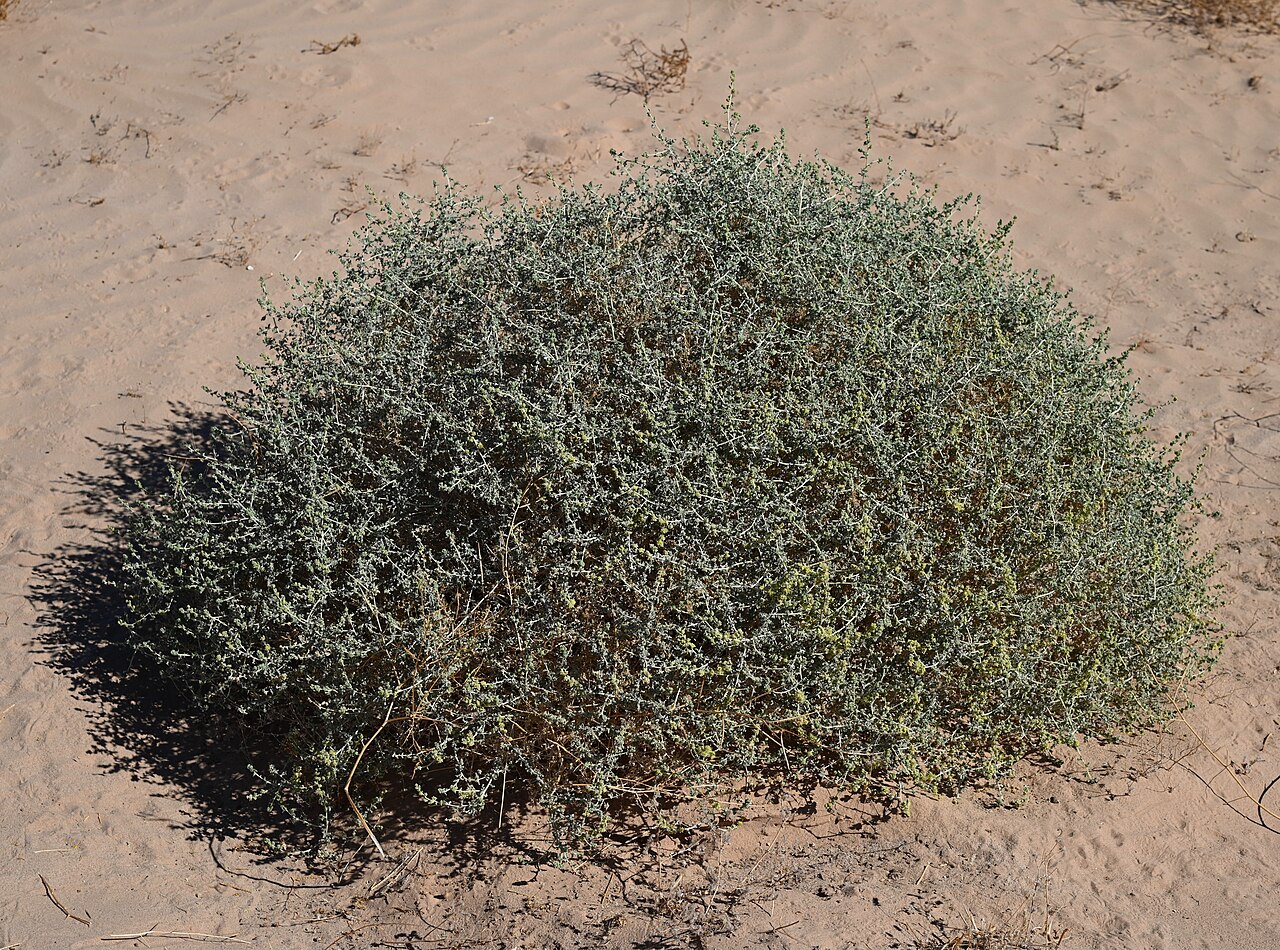 Burrobush — photo 22