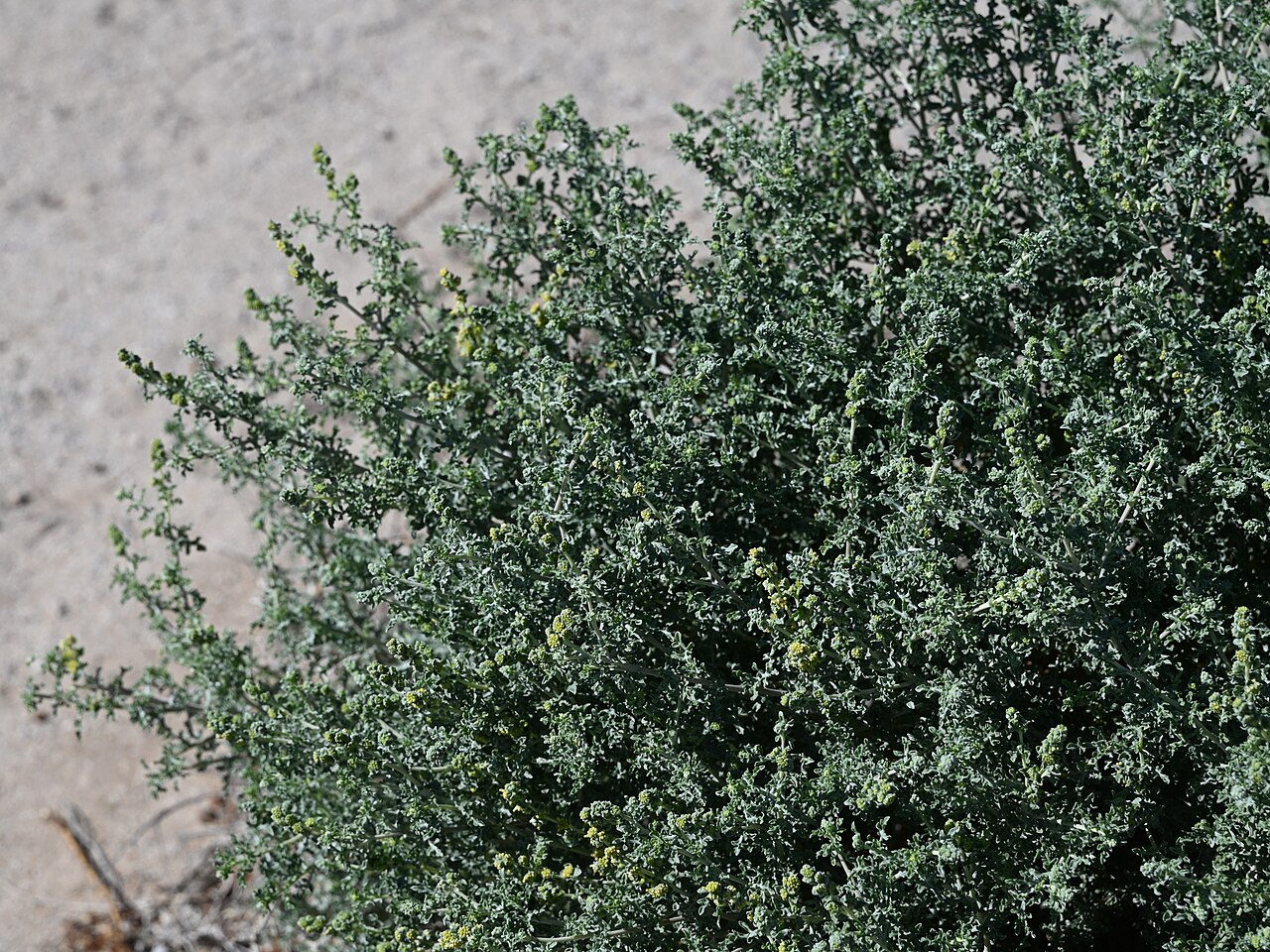 Burrobush — photo 23