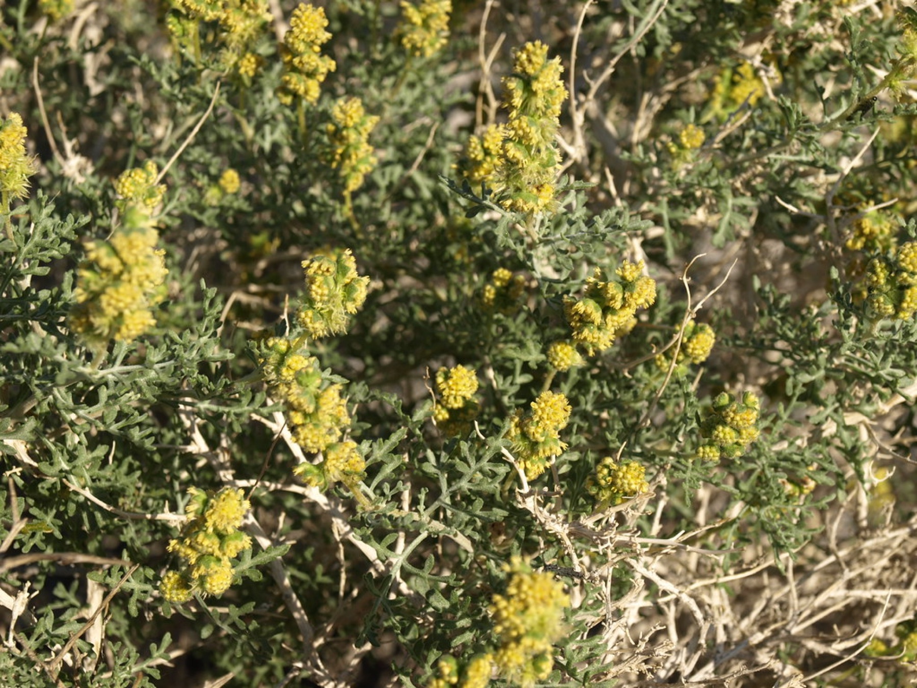 Burrobush — photo 1