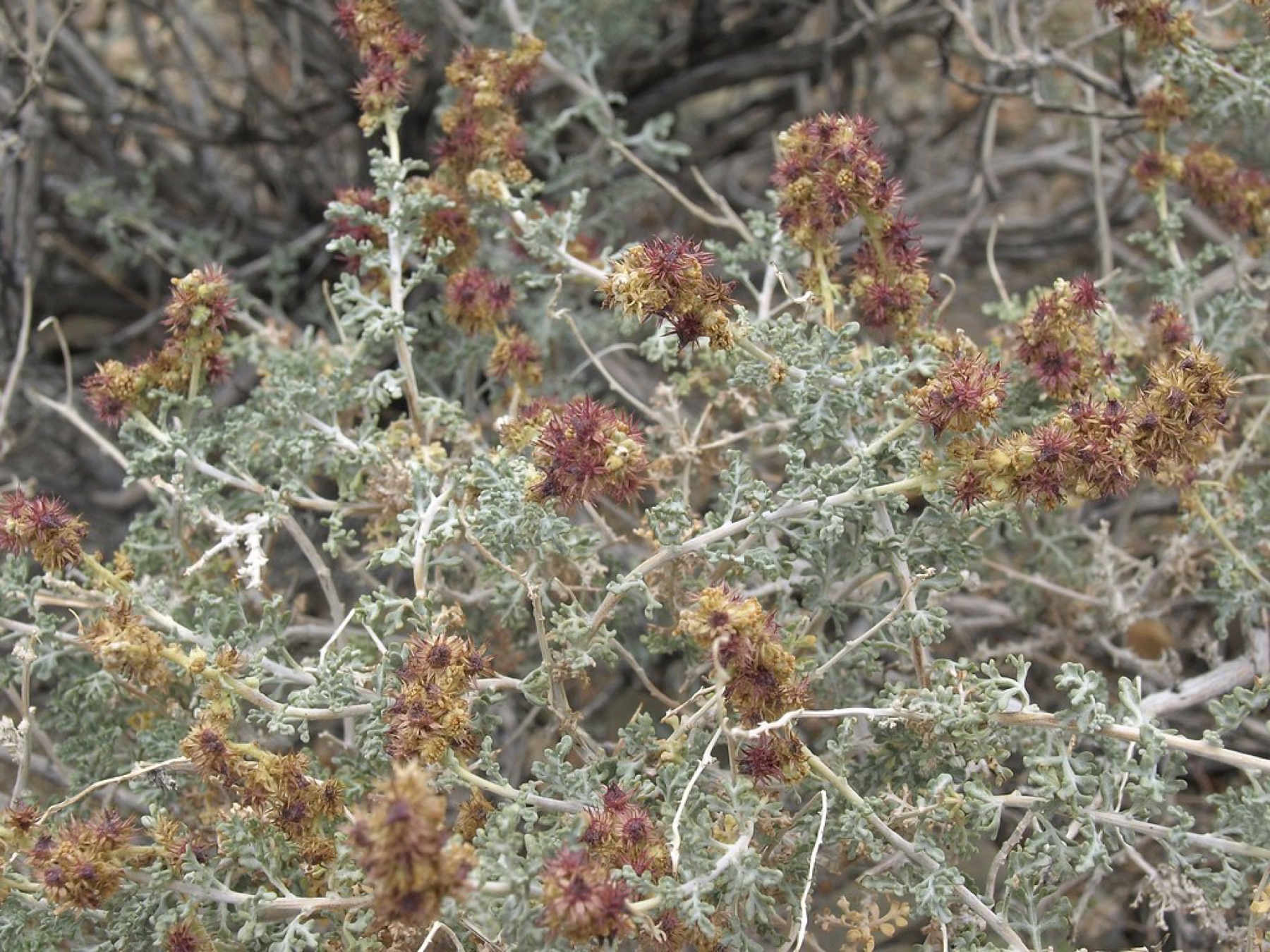 Burrobush — photo 2