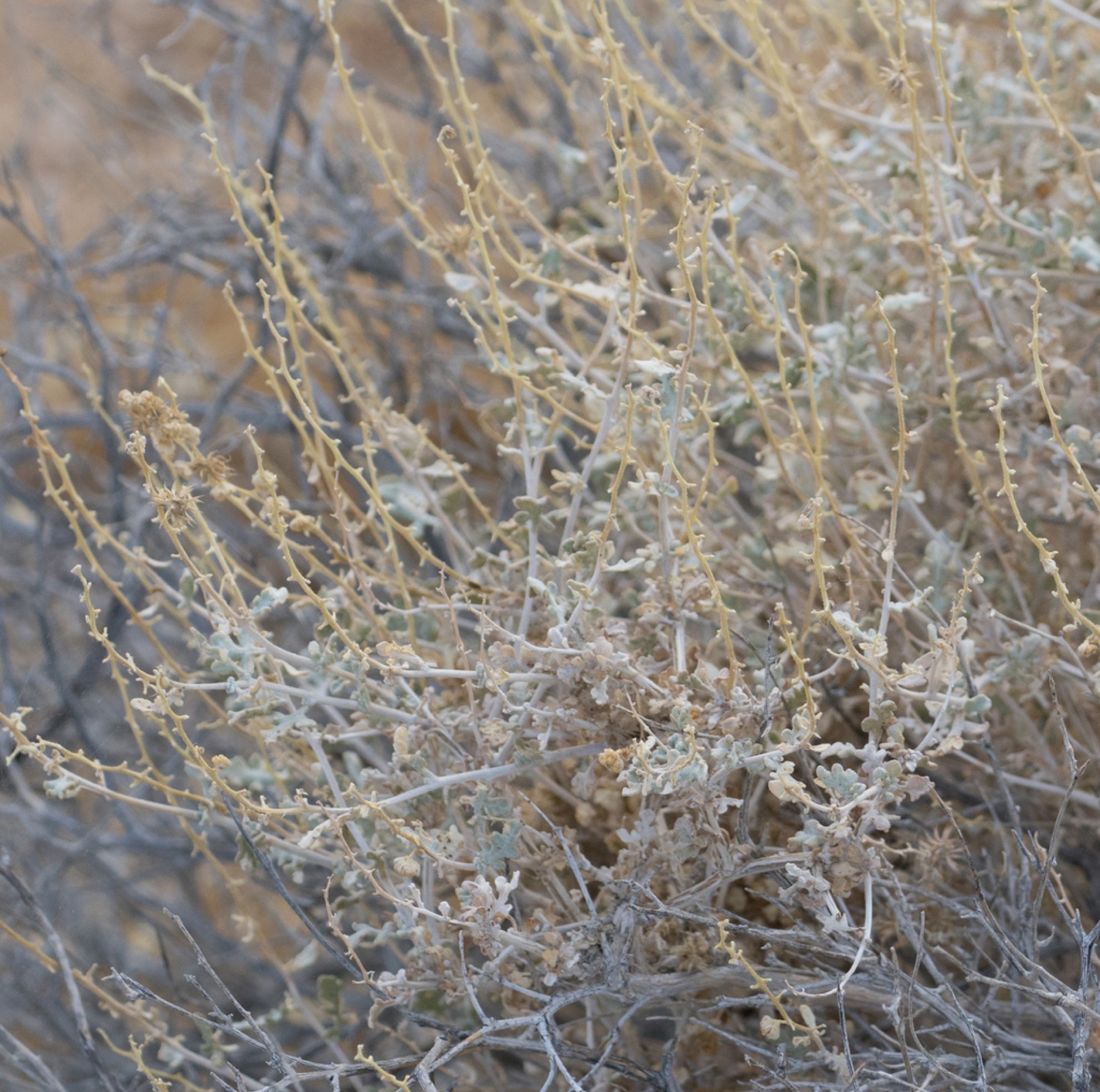 Burrobush — photo 4