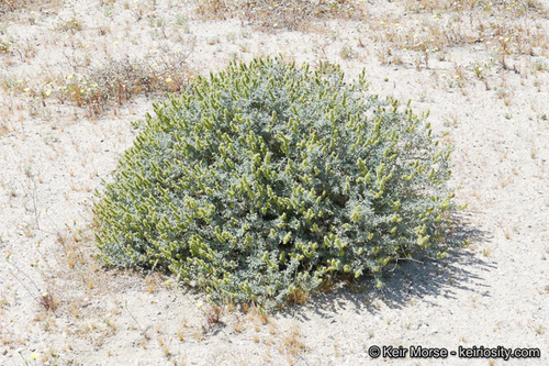 Burrobush — photo 20