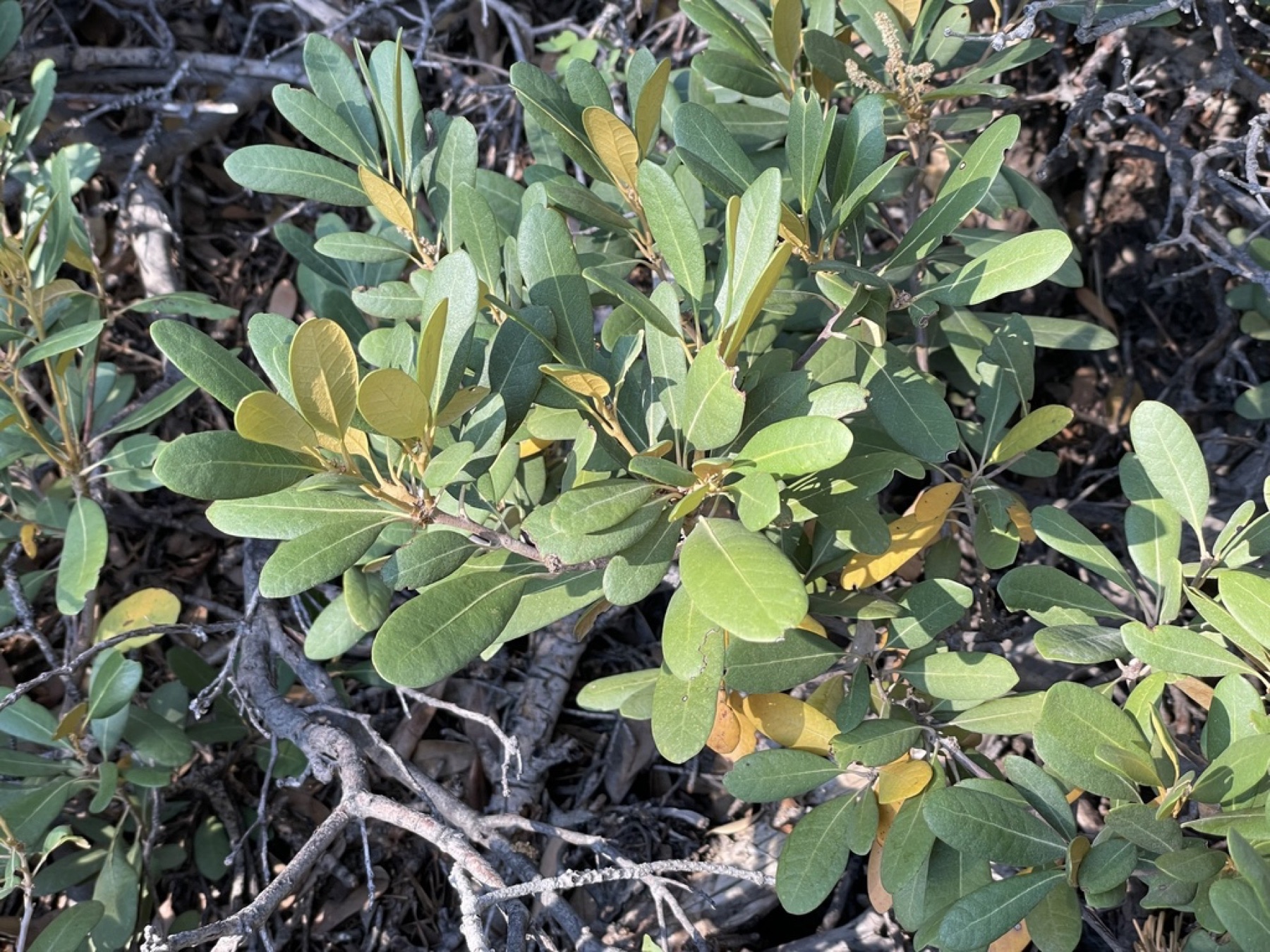 Bush Chinquapin — photo 6