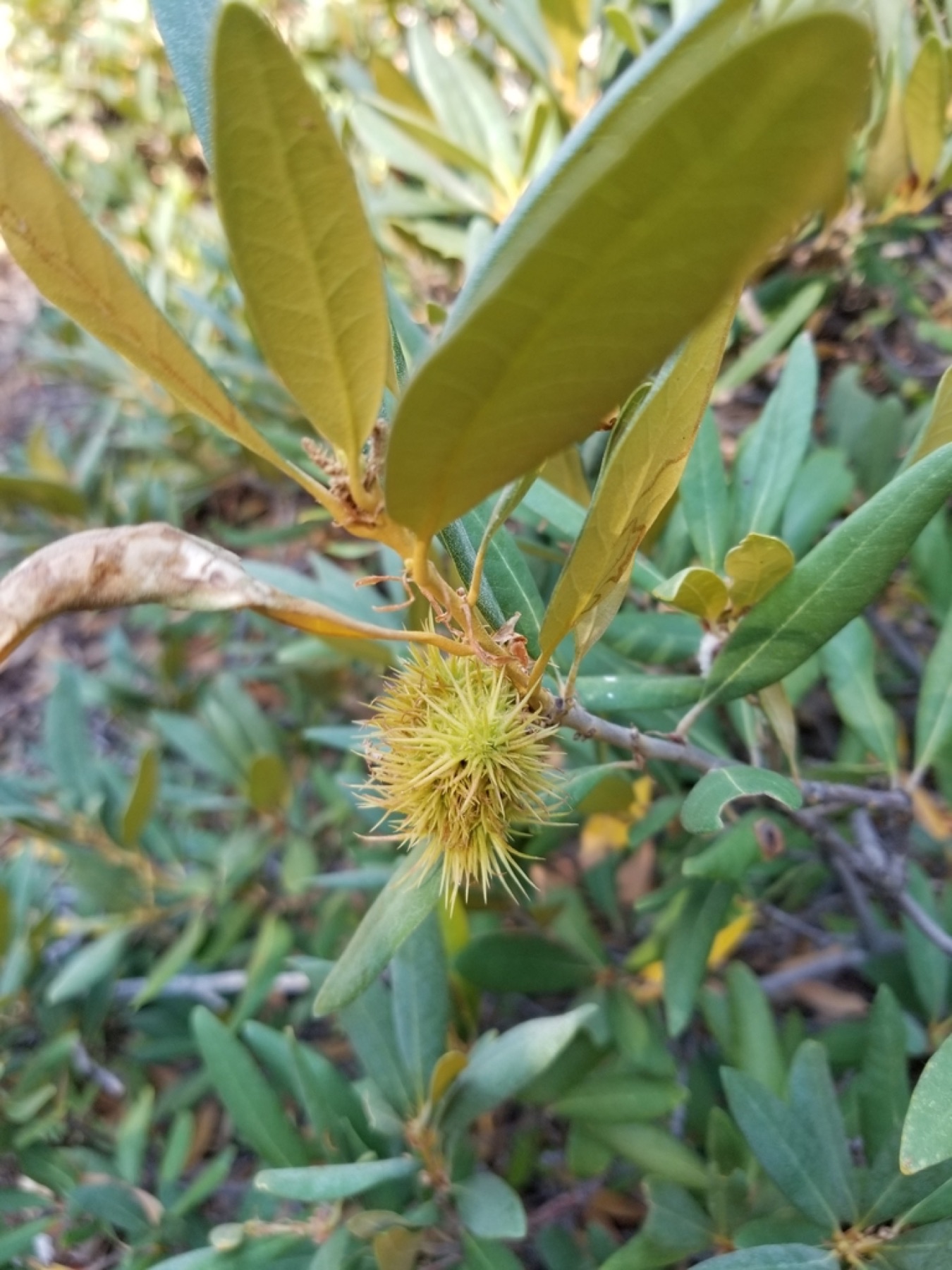 Bush Chinquapin — photo 7