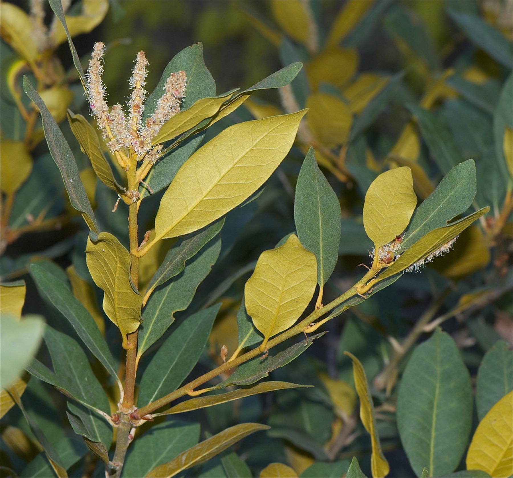Bush Chinquapin