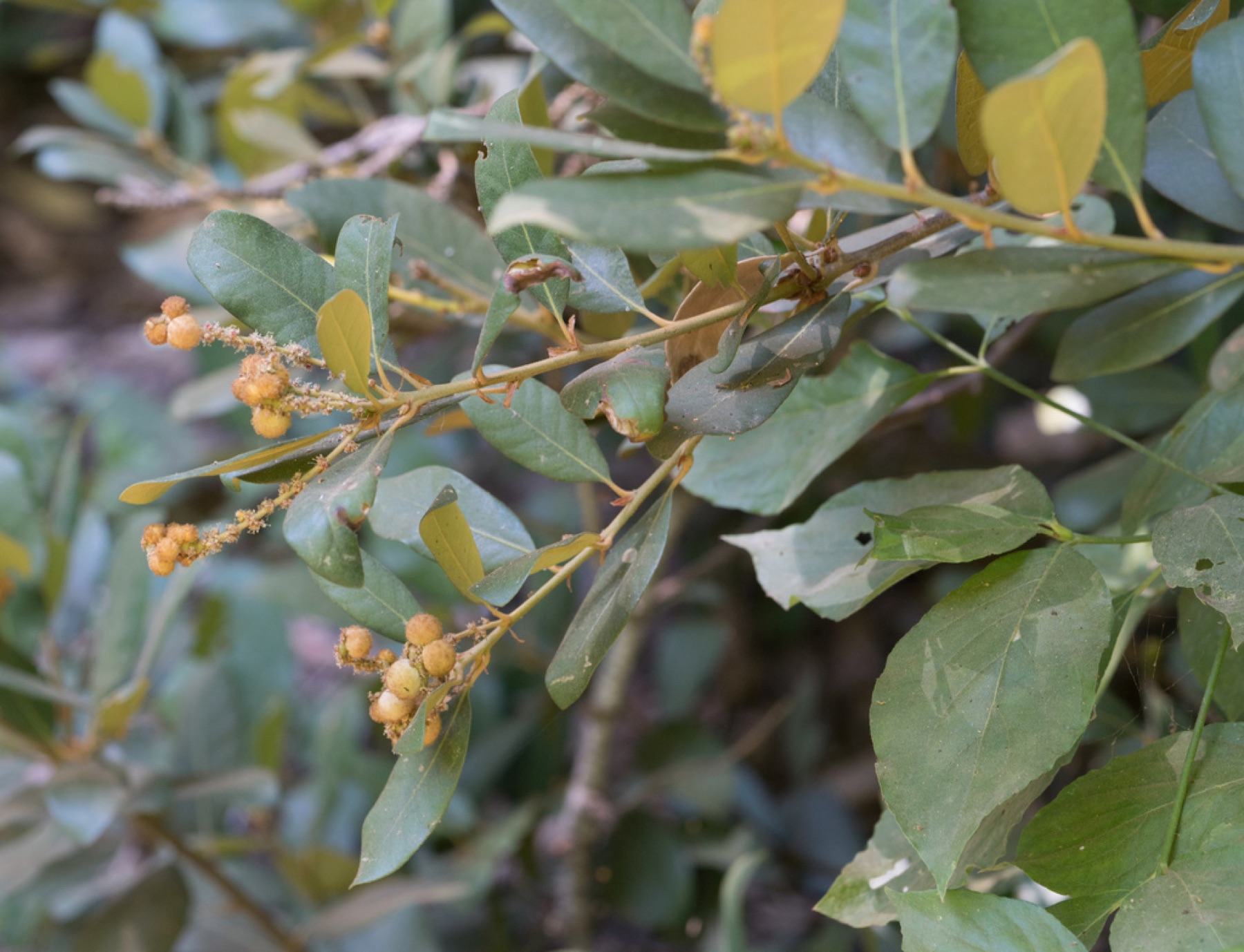 Bush Chinquapin — photo 2