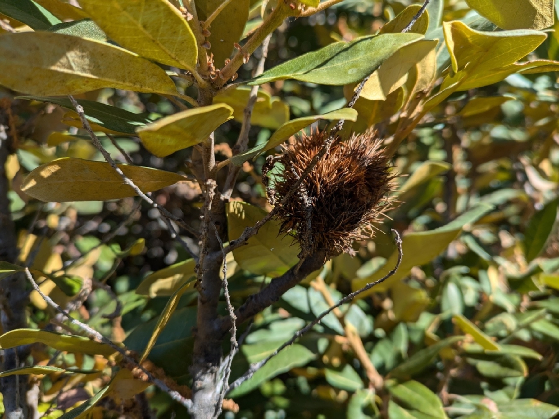 Bush Chinquapin — photo 3
