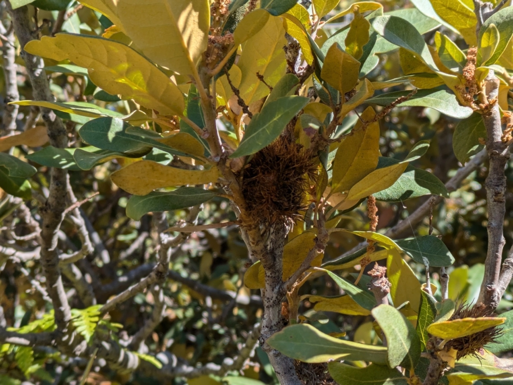 Bush Chinquapin — photo 4