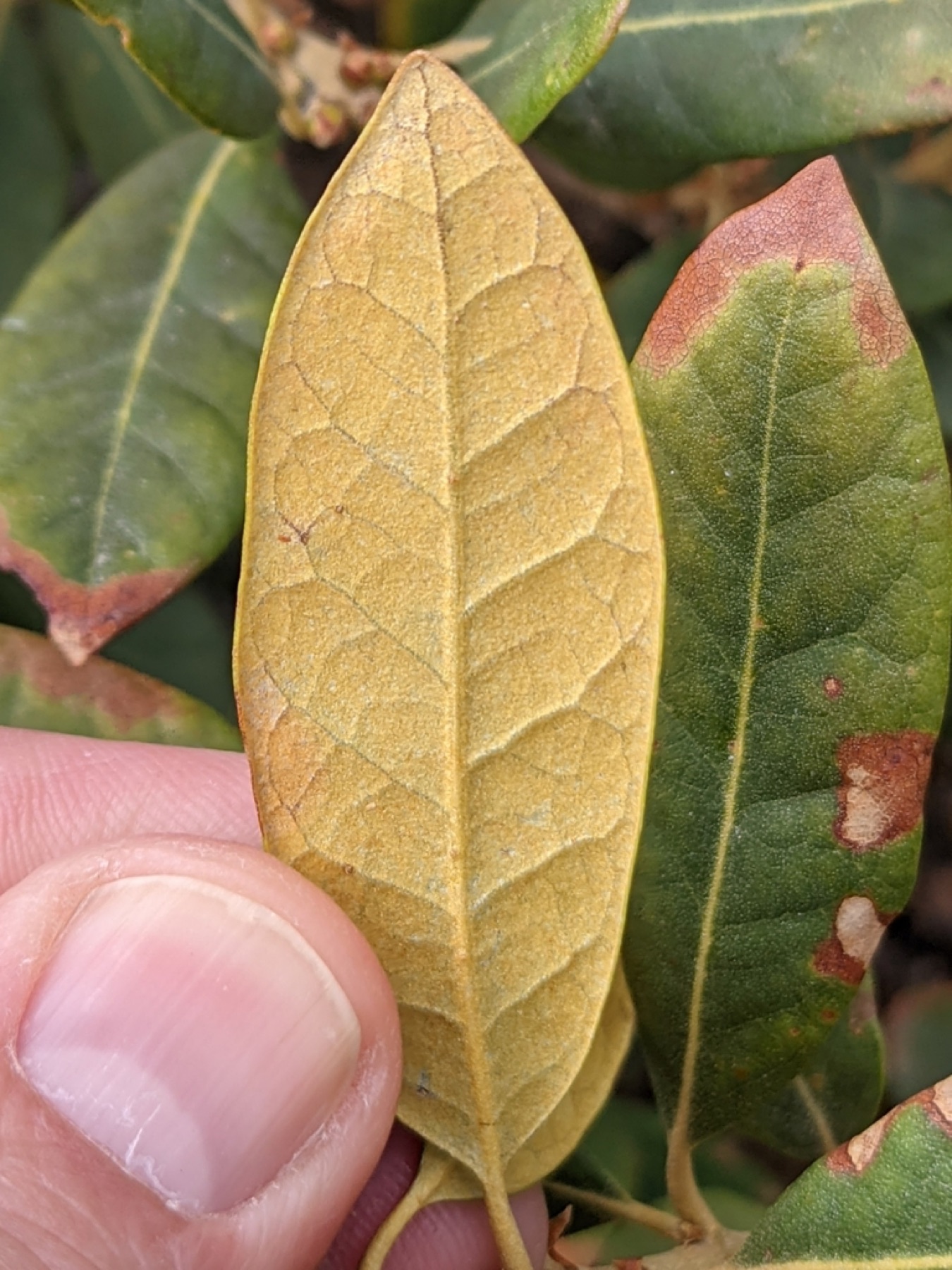 Bush Chinquapin — photo 5