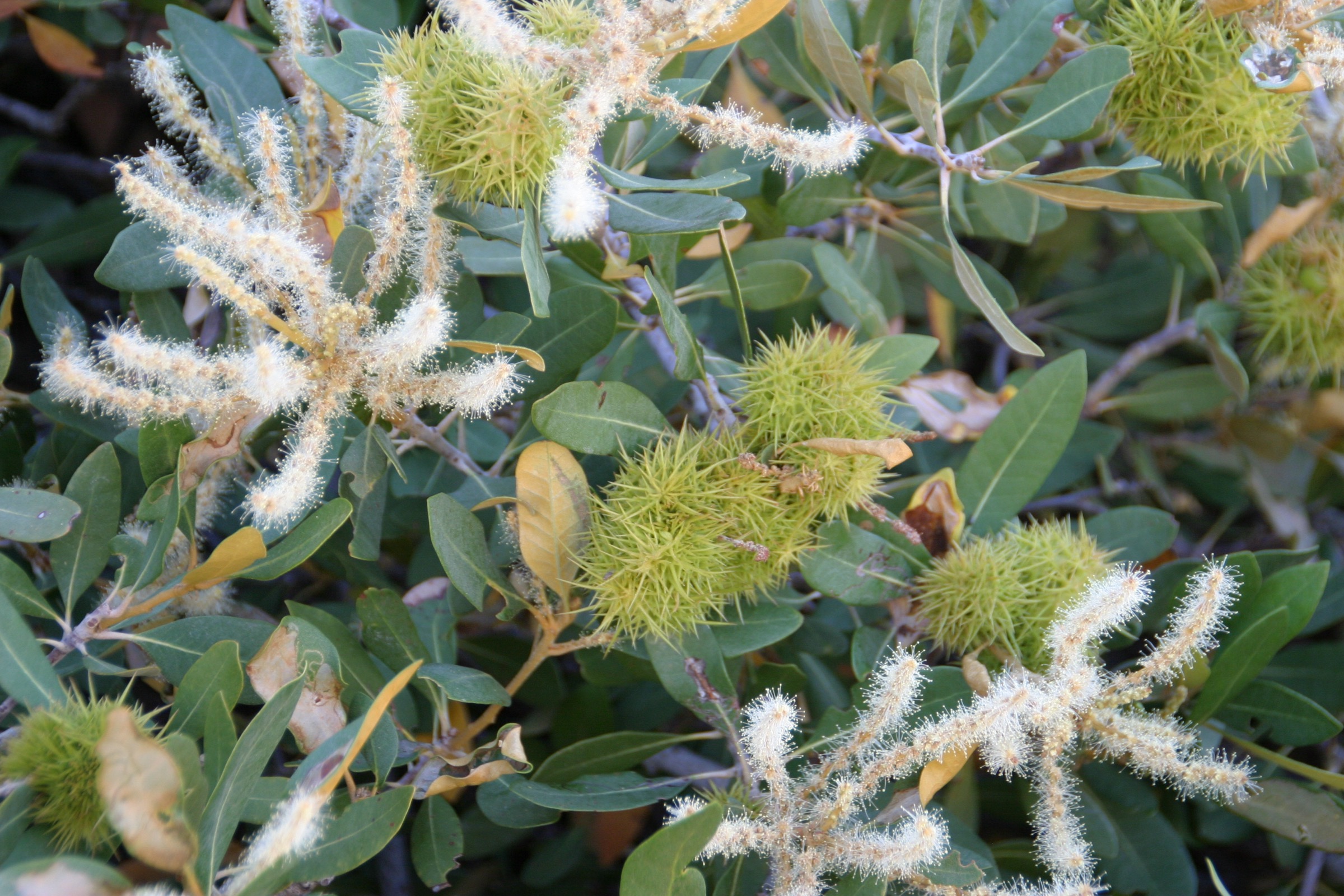 Bush Chinquapin