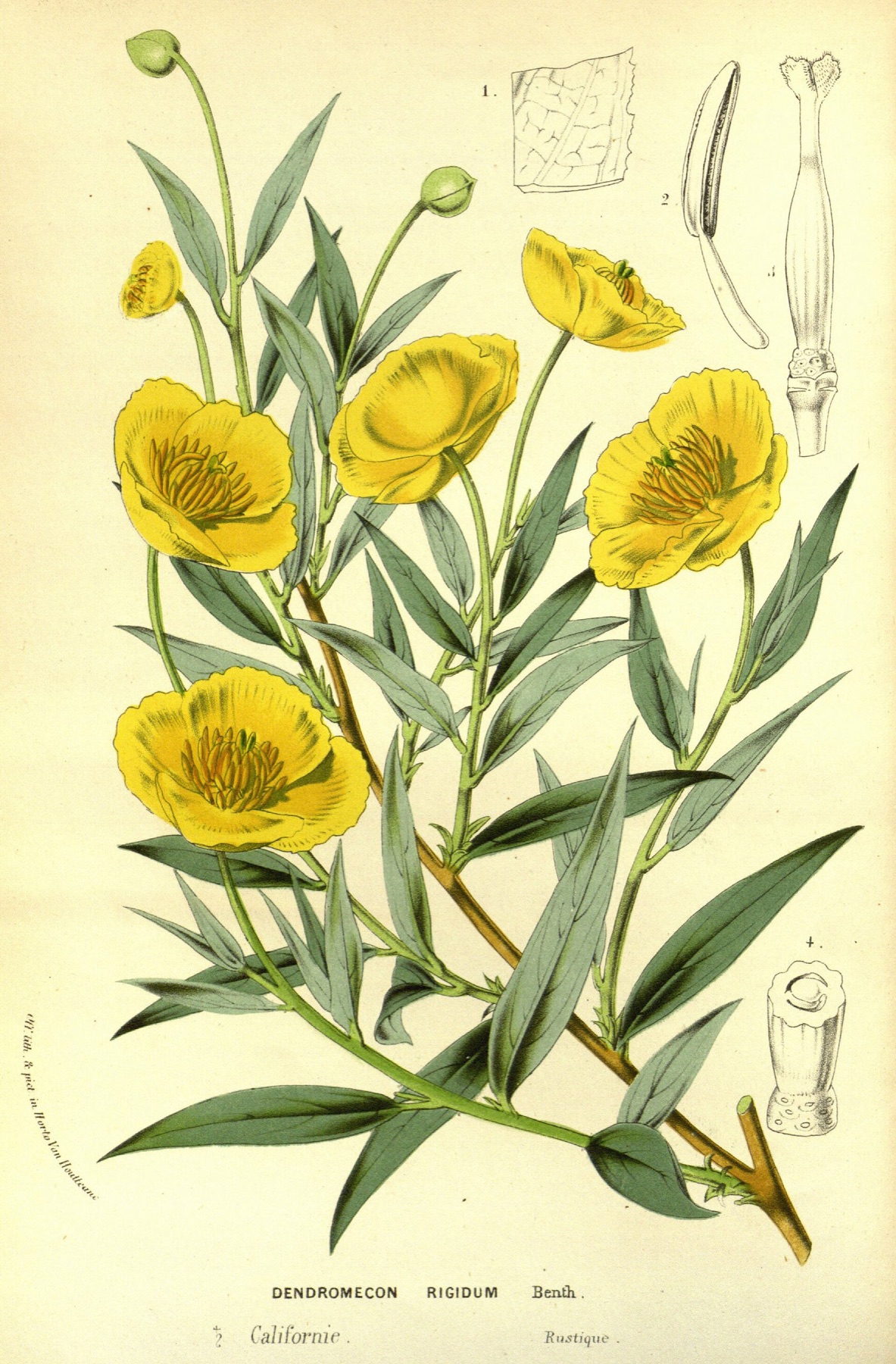 Bush Poppy — photo 6
