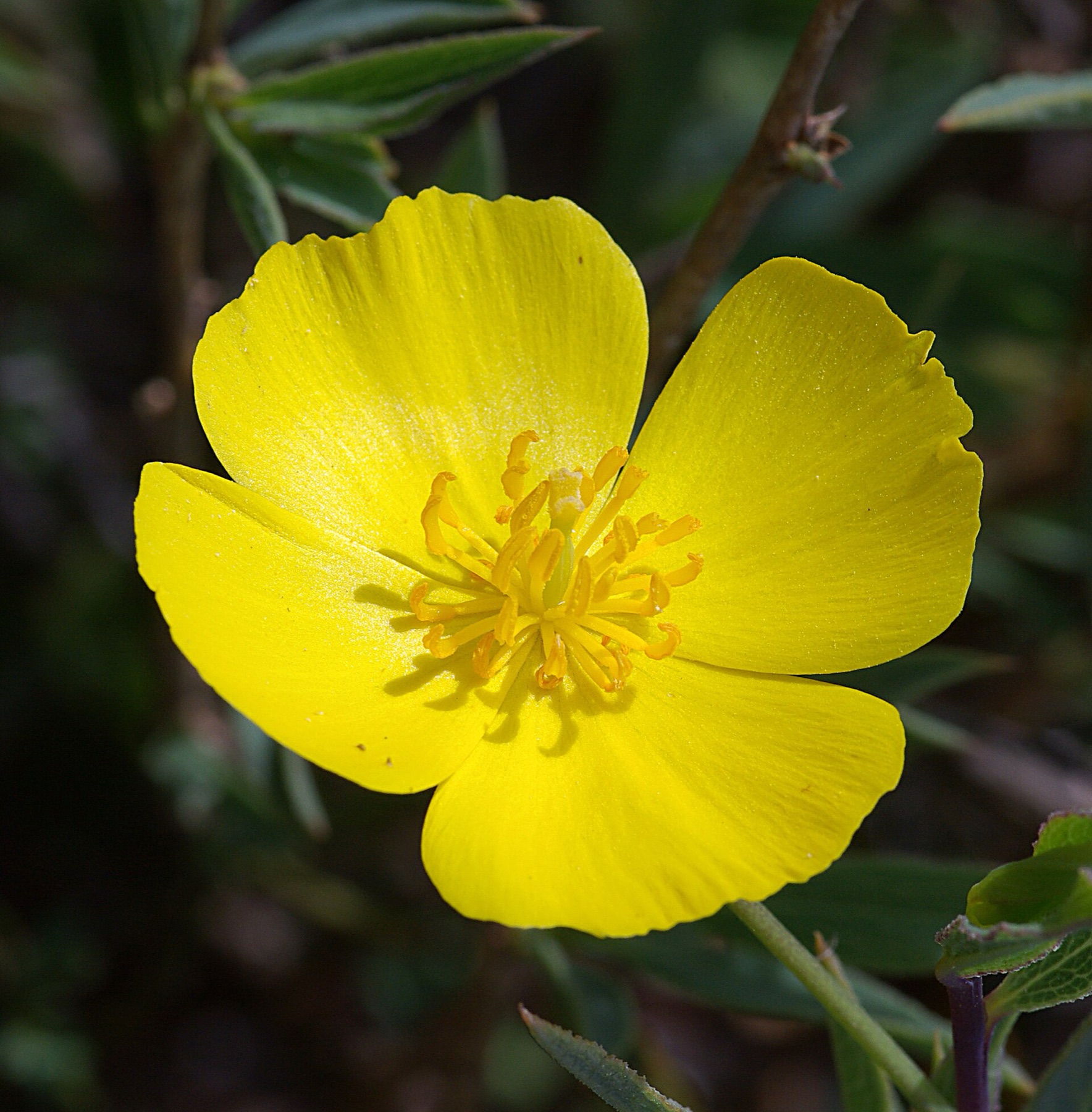 Bush Poppy — photo 7