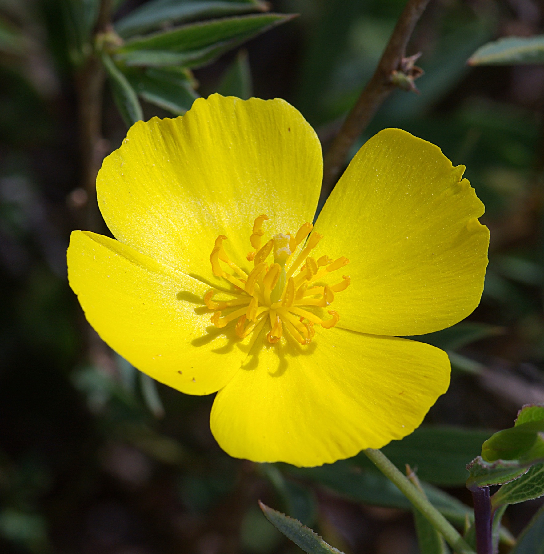 Bush Poppy — photo 8